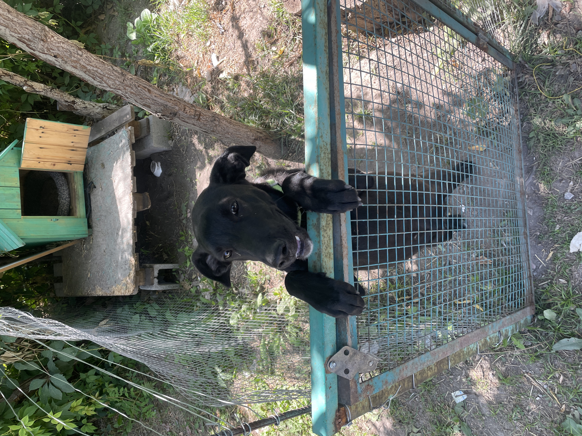 A medium shot captures a black dog with floppy ears standing on its hind legs, paws resting on a green metal gate. The dog is looking up towards the camera with its mouth slightly open, revealing its teeth and tongue. A bright green collar is visible around its neck. The dog is inside a fenced area, suggested by the metal grid of the gate and a wire fence to the left. Behind the dog and gate, a rustic wooden doghouse with a green roof and a wooden ramp is visible. The doghouse is elevated on blocks. The environment appears to be an outdoor, possibly rural or backyard setting, with grass, dirt, and trees visible. The lighting suggests it is daytime.