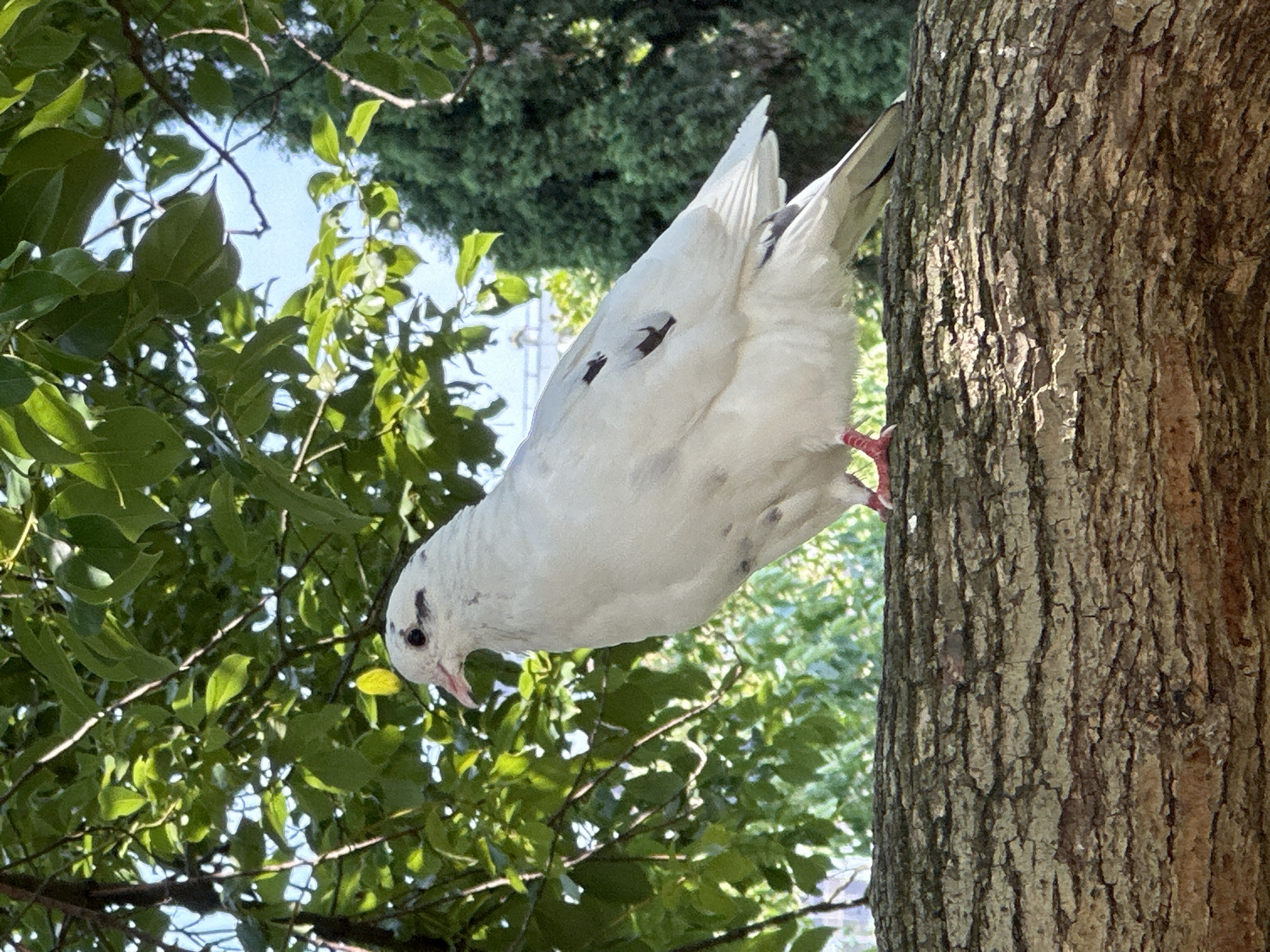 A white pigeon with black markings sits on a tree branch. The pigeon is facing left, with its head slightly turned towards the viewer. Its eyes are black, and its beak is pink. The pigeon's feet are red. The tree branch is covered in rough bark. In the background, there are green leaves and a blue sky. The scene appears to be outdoors, possibly in a park or garden. There are no people visible in the image. The image is taken from a medium shot, focusing on the pigeon and its immediate surroundings. The lighting suggests it is daytime, with the sun casting shadows on the bark of the tree. The overall impression is one of a peaceful, natural setting.