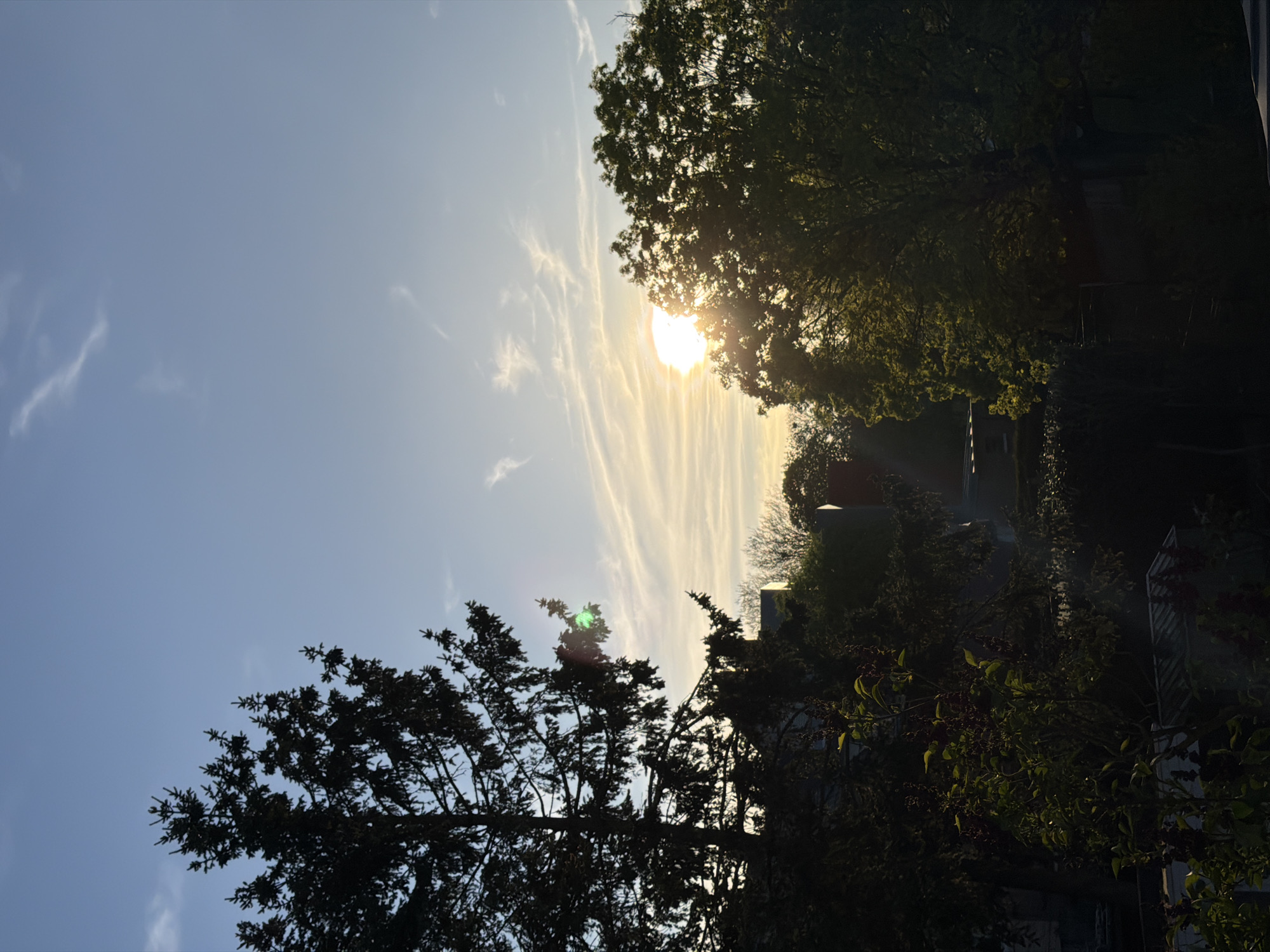 The image captures a vibrant outdoor scene, likely in Esch-sur-Alzette, Luxembourg, dominated by a bright sun and lush foliage. The sky, a clear expanse of light blue, features delicate, wispy white clouds stretching across, particularly prominent around the sun.
The sun is positioned in the upper right quadrant, partially obscured by the dense green leaves of a large tree, creating a radiant glow and a noticeable green lens flare. Its low angle suggests either early morning or late afternoon. This strong backlighting silhouettes parts of the trees and creates high contrast within the frame.
Several trees are visible. A large, leafy deciduous tree occupies the right side of the image, with its foliage appearing bright green where touched by the sun, and dark in shadow. Another prominent tree, possibly coniferous, with darker, more needle-like foliage, is silhouetted against the bright sky in the lower-left to mid-left area. Additional indistinct, darker foliage and branches are scattered throughout the lower and right portions of the frame.
Through the gaps in the trees and in the darker areas, outlines of buildings, fences, or other structures can be faintly discerned, suggesting a residential or park setting. There are no people visible, nor any specific activities taking place. The overall impression is one of natural beauty and peacefulness under a clear, sunny sky. No text is visible in the image.