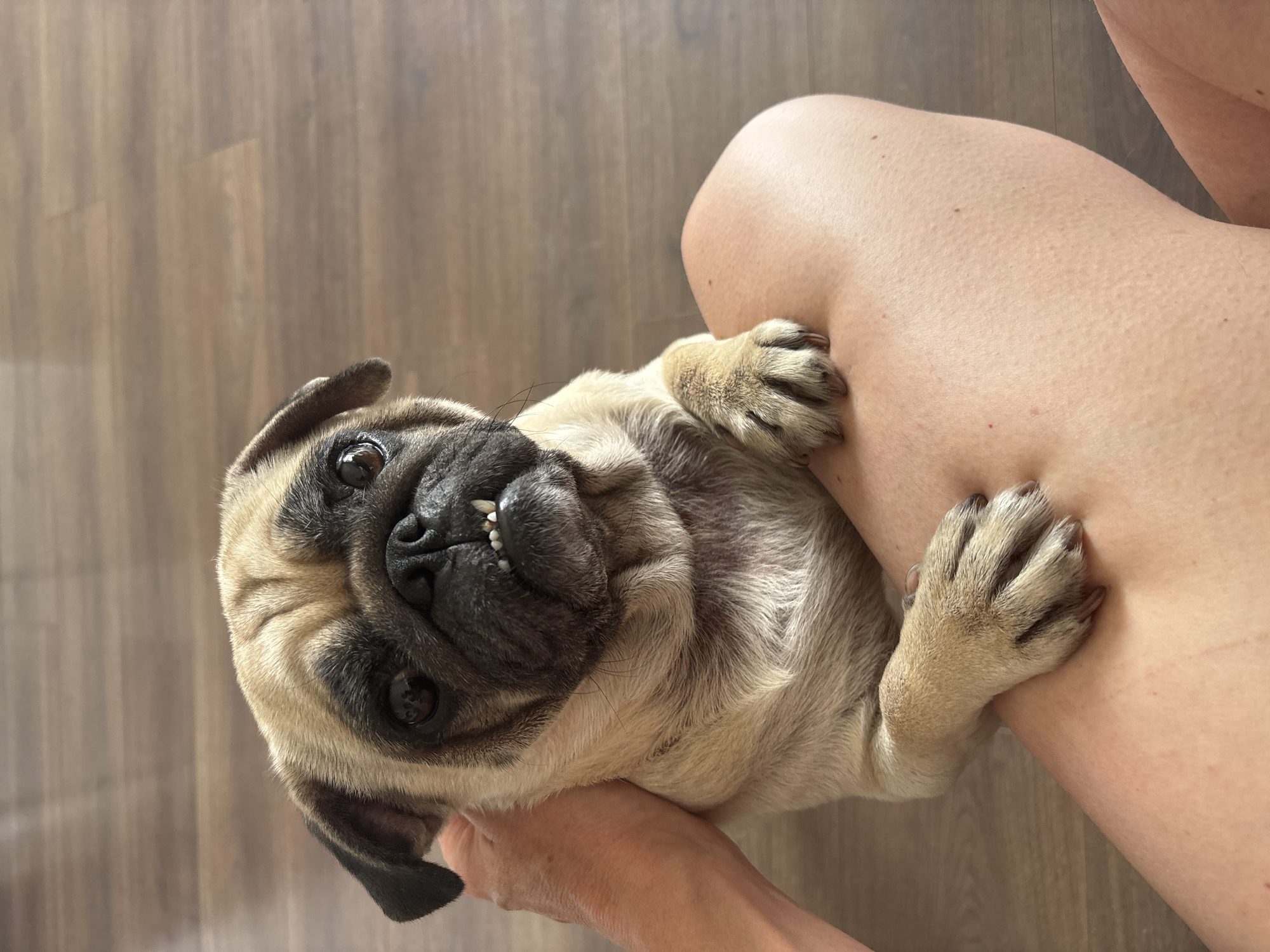 A close-up shot captures a fawn-colored pug dog sitting on the lap of a person, its front paws resting on the person's thighs. The pug is looking directly at the camera with its mouth slightly open, revealing its distinctive underbite and prominent teeth. The dog's ears are folded back, and its dark eyes are wide. The person's hand is visible on the left side of the frame, gently holding the dog's head. The background consists of a wooden floor, suggesting an indoor setting. The lighting is natural, casting soft shadows. The scene does not provide any specific clues to its location in Sochi, Russia, or any other city.