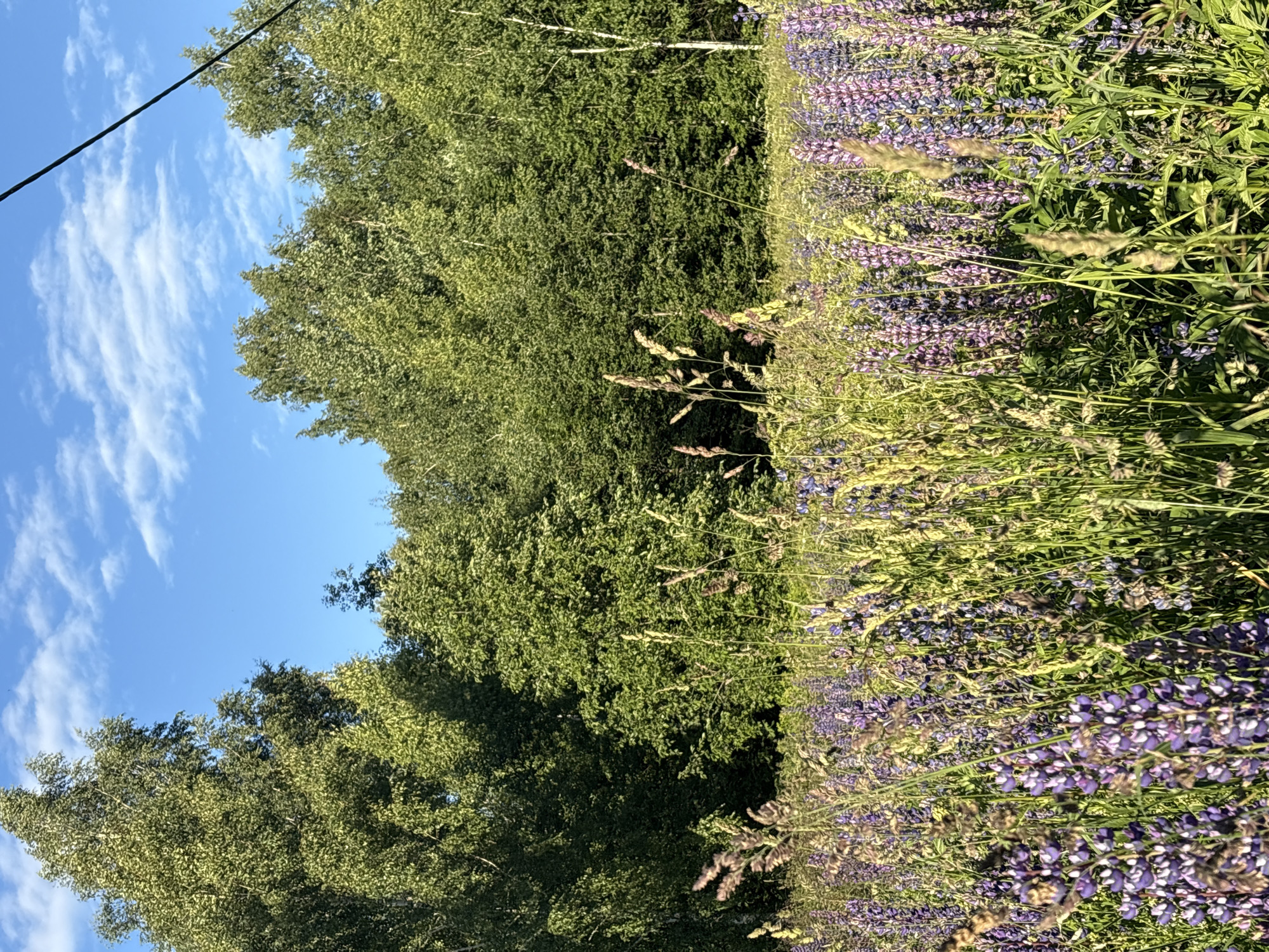 This media file depicts a vibrant natural scene in Ostrovskoye, Russia. The image is dominated by lush green trees on the left, their leaves forming a dense canopy against a bright blue sky dotted with wispy white clouds. A black cable, likely from a power line, stretches diagonally across the upper left portion of the frame. To the right of the trees, a field of purple lupine flowers stretches out, interspersed with tall grasses and seed heads. The flowers are in full bloom, creating a colorful tapestry that contrasts with the green foliage and blue sky. The lighting suggests it is daytime, possibly late afternoon, given the warm, slightly golden hue of the light on the grasses and flowers. The overall impression is one of a serene and idyllic rural landscape, likely during the summer months when the lupines are in season. There is no visible text in the image.