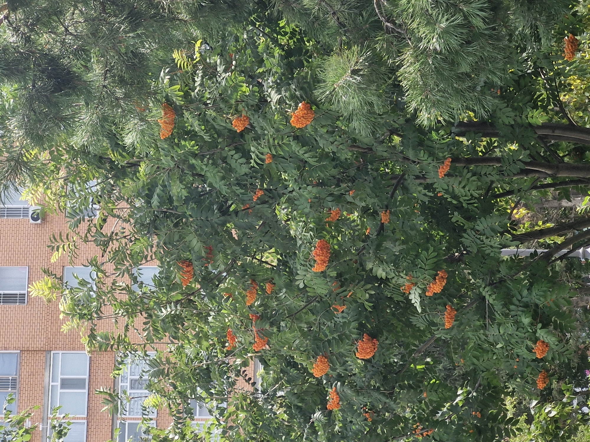 The image shows a rowan tree with bright orange berries, set against the backdrop of a brick apartment building. The building has multiple windows with white frames, and some are partially obscured by the tree's foliage. A pine tree with green needles is visible to the right of the rowan tree. The scene appears to be outdoors in an urban environment, possibly a residential area in Kokshetau, Kazakhstan. There are no people or animals visible in the image. The lighting suggests it is daytime.