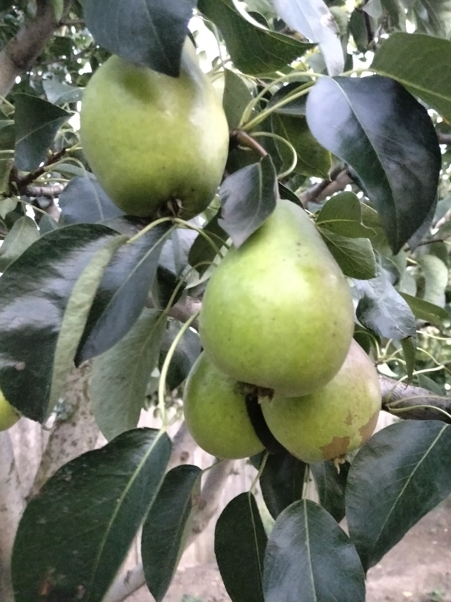 In Nizhnedonskoy, Russia, an overhanging tree branch displays a cluster of four ripe green pears. The pears are attached to thin stems, and surrounded by broad, dark green leaves, some of which are slightly curled. The tree trunk is visible in the background, along with other branches. The ground beneath the tree appears to be composed of dirt and small stones.