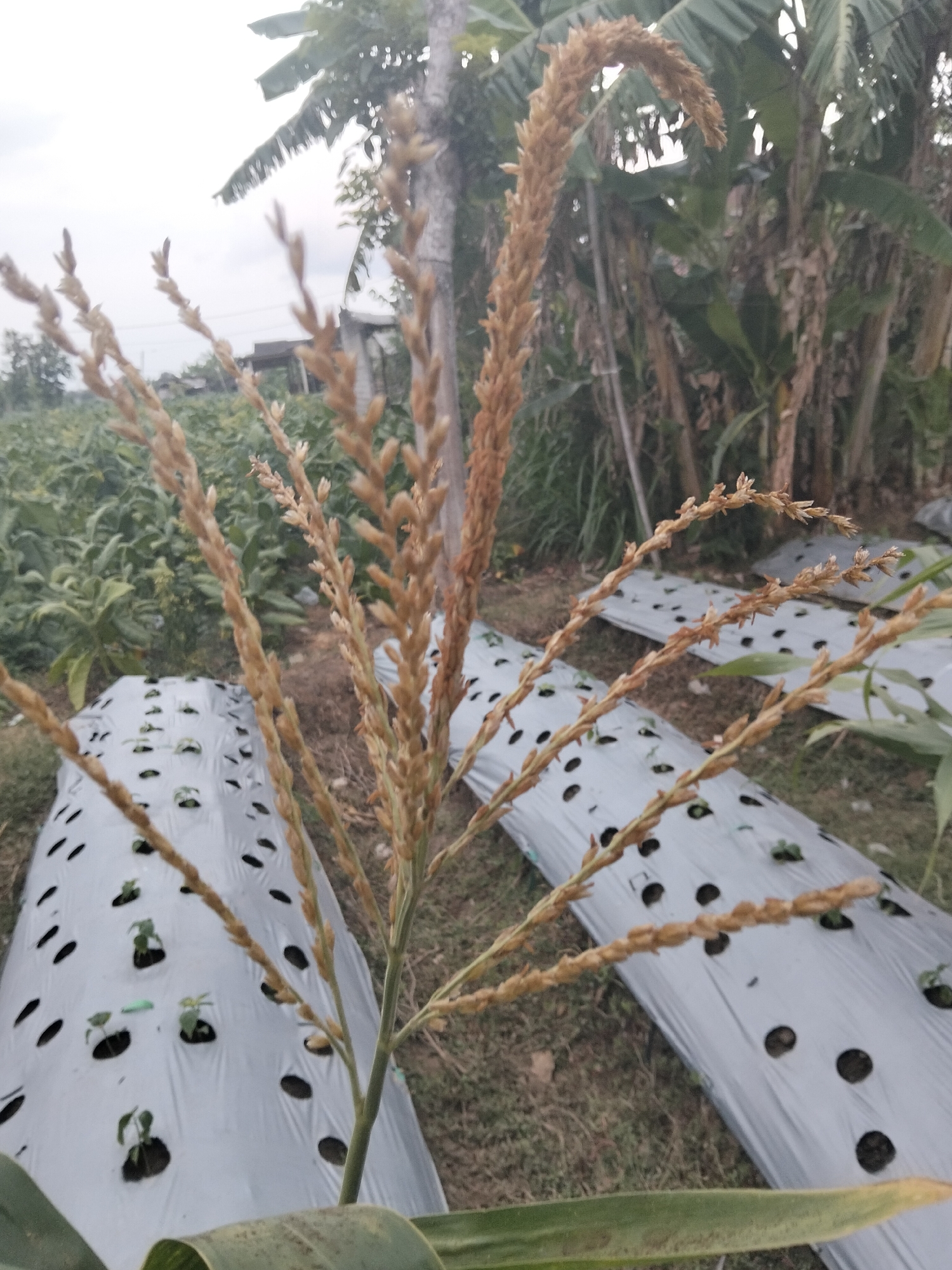 In Gempolan, Indonesia, a close-up shot focuses on the tassels of a corn plant in the foreground. Behind it, a field stretches out, covered with white plastic mulch, in which small, green plants are visible through punched holes. In the background, a cluster of banana trees with large, drooping leaves stands tall, suggesting a humid, tropical environment. The sky is overcast, indicating a possibly cloudy or rainy day. The overall scene depicts a farming area, likely a corn or vegetable farm, utilizing plastic mulch for crop cultivation.