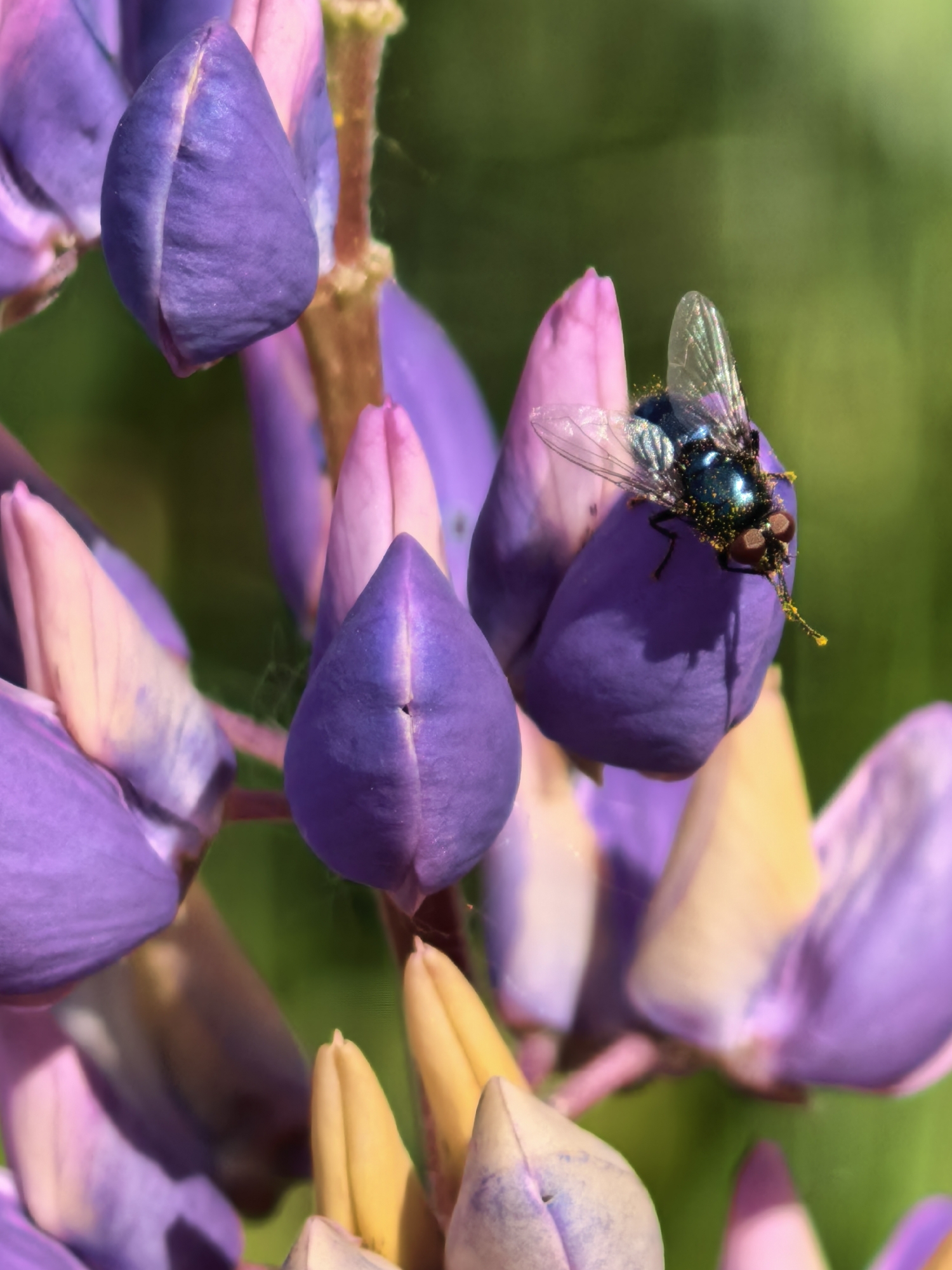A macro photograph depicts a metallic blue-green fly, heavily dusted with bright yellow pollen, perched on a closed vibrant purple lupine flower bud. The fly features large reddish-brown compound eyes, transparent wings with visible venation, and a long proboscis also coated in pollen, extending from its head. The flower stalk showcases multiple other lupine buds in varying stages of development, displaying hues of purple, pink, and yellow. Some buds subtly reveal inner yellowish or pinkish petal structures. The background is an indistinct, blurred green, suggesting an outdoor natural environment. No identifying features within the image indicate a specific geographical location, thus preventing confirmation of Sterlitamak, Russia.