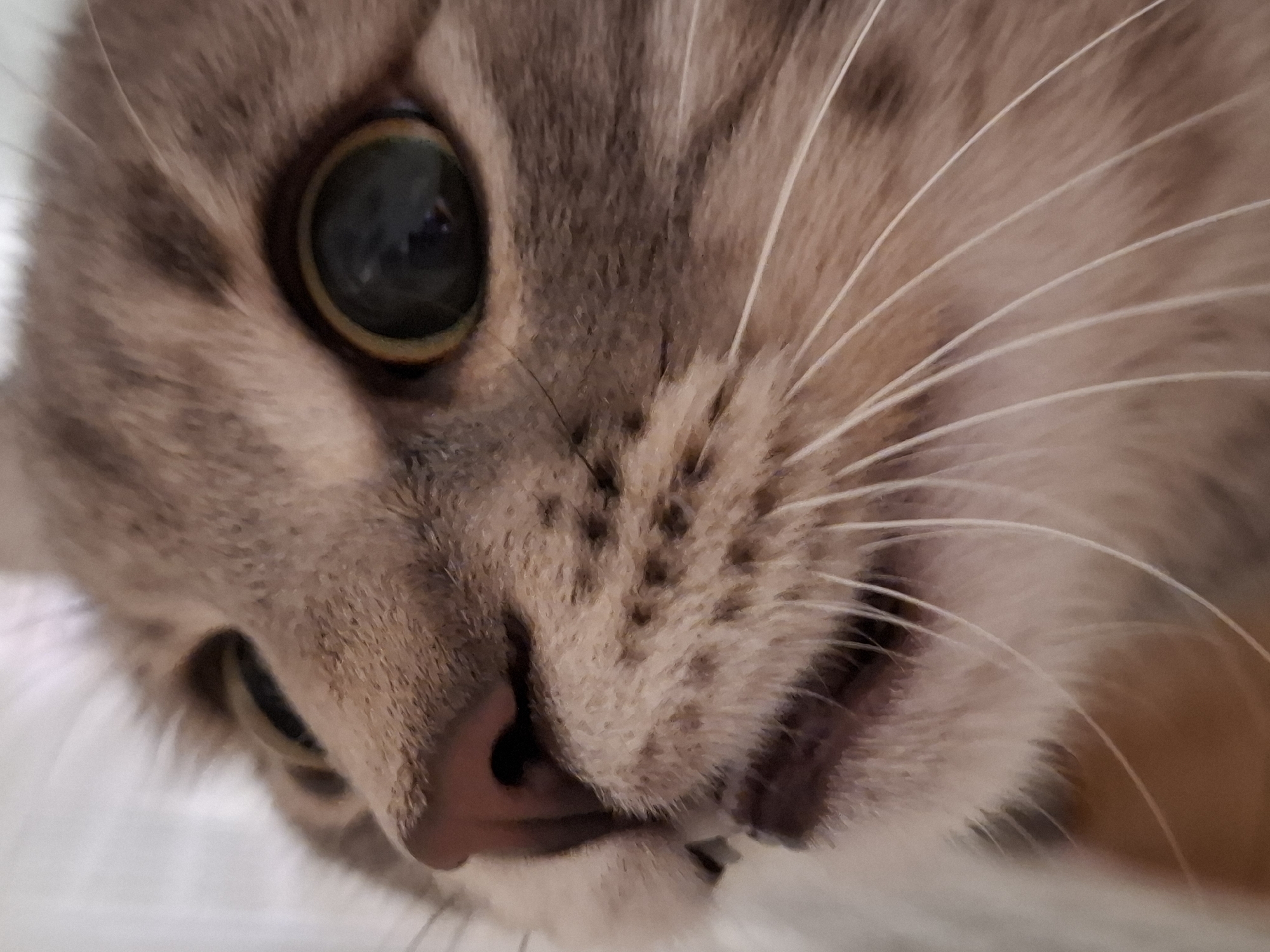 A close-up, low-angle shot focuses on the face of a tabby cat. The cat's left eye dominates the frame, with a large, dark pupil surrounded by a greenish-yellow iris. The cat's nose is pink and slightly upturned. Long, pale whiskers extend from the side of the cat's face. The cat's fur is a mix of brown and gray tones. The background is blurry and out of focus, appearing to be a white or light-colored surface. There is no indication of a specific location.