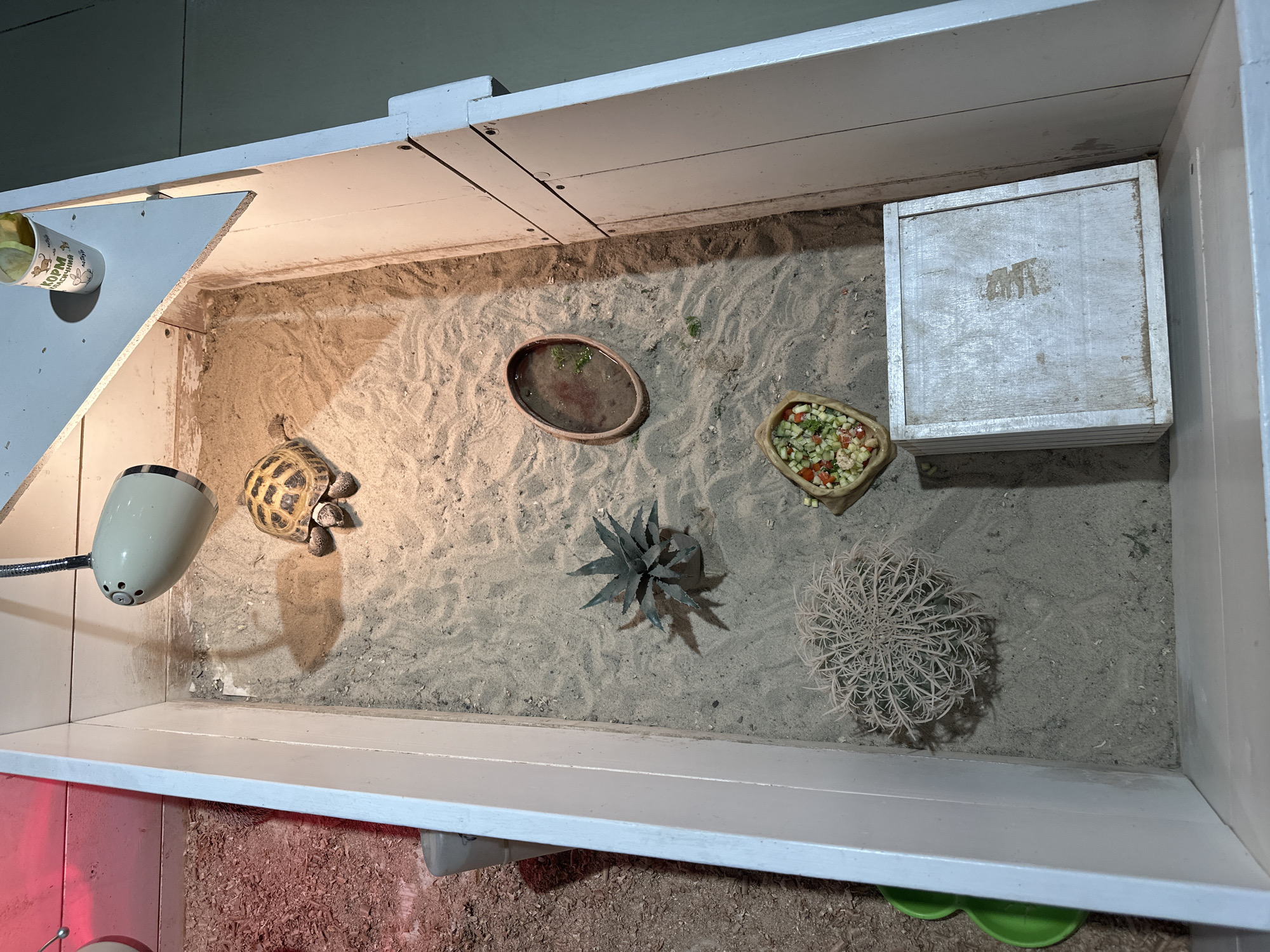 The image shows a top-down view of a tortoise enclosure. The enclosure is made of white wood and filled with sand. In the center of the enclosure is a small tortoise. To the left of the tortoise, there are two plants, one is a succulent and the other is a spiky cactus. In the upper right corner, there is a cup with a logo that appears to be "KORM" which is Russian for "feed" and a drawing of a mouse. A light fixture is mounted on the ceiling, shining down on the enclosure. There is also a small dish of water and a dish of chopped vegetables. The overall impression is that of a well-maintained habitat for a reptile. There is no indication of the city of Kyiv or Ukraine.