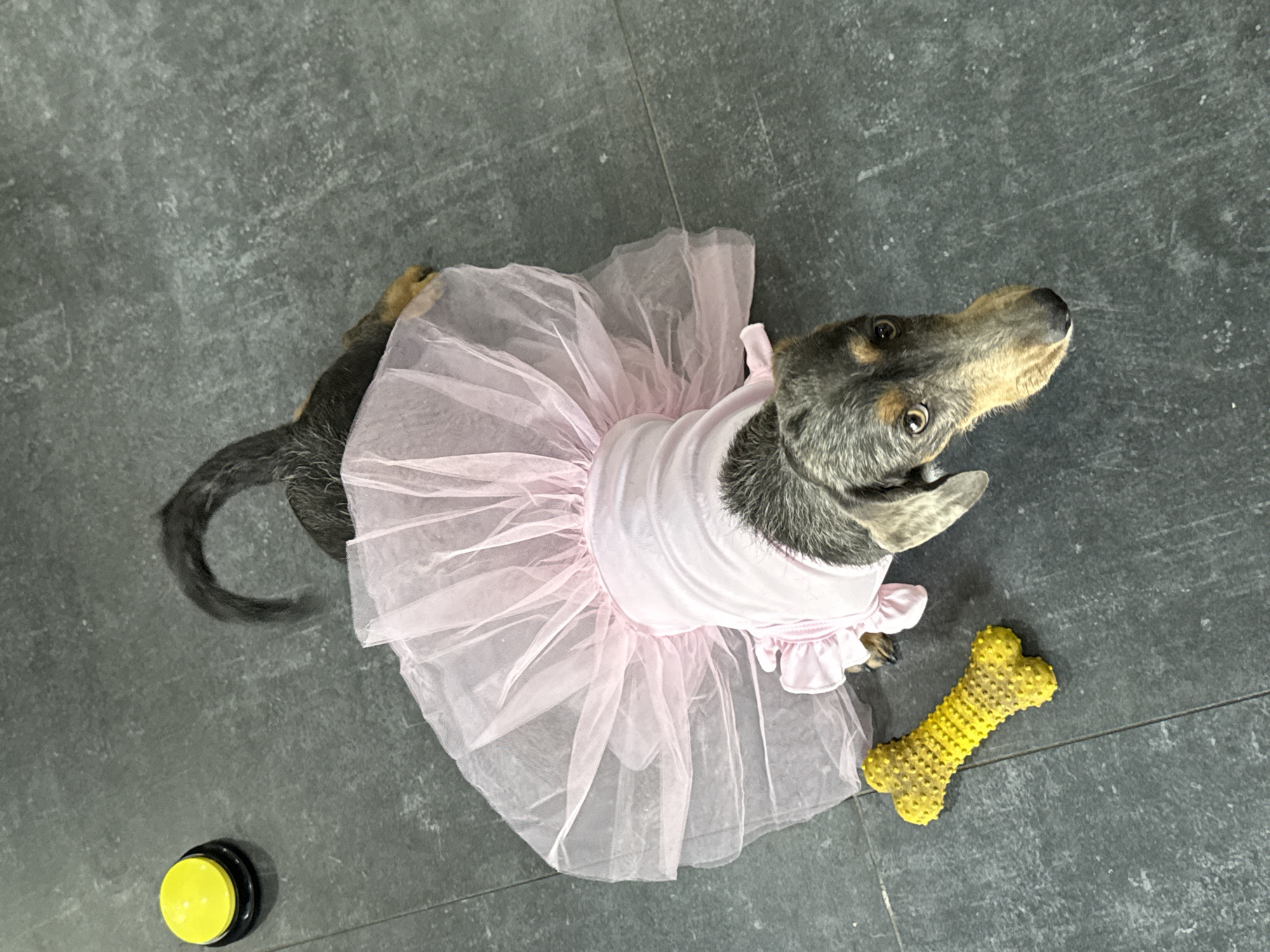 An overhead shot captures a dog dressed in a light pink tutu costume on a dark gray floor. The dog, a small to medium-sized breed with dark gray and tan fur markings, is looking upwards and slightly to the right with an attentive expression. Its pink costume consists of a solid pink bodice and a voluminous, ruffled skirt made of sheer tulle fabric.
The setting is indoors, featuring a dark gray floor with a subtle texture and some slight variations in tone, possibly indicating concrete or large tiles. To the lower right of the dog, a bright yellow, bone-shaped chew toy with a textured, bumpy surface rests on the floor. In the lower-left corner of the frame, near the dog's tail, there is a round, yellow button with a black base, resembling a pet communication button. The scene is well-lit, but there are no visible indicators of the time of day or external weather conditions. No text is visible in the image. The dog's posture and upward gaze suggest it is interacting with or looking at something or someone just out of frame.