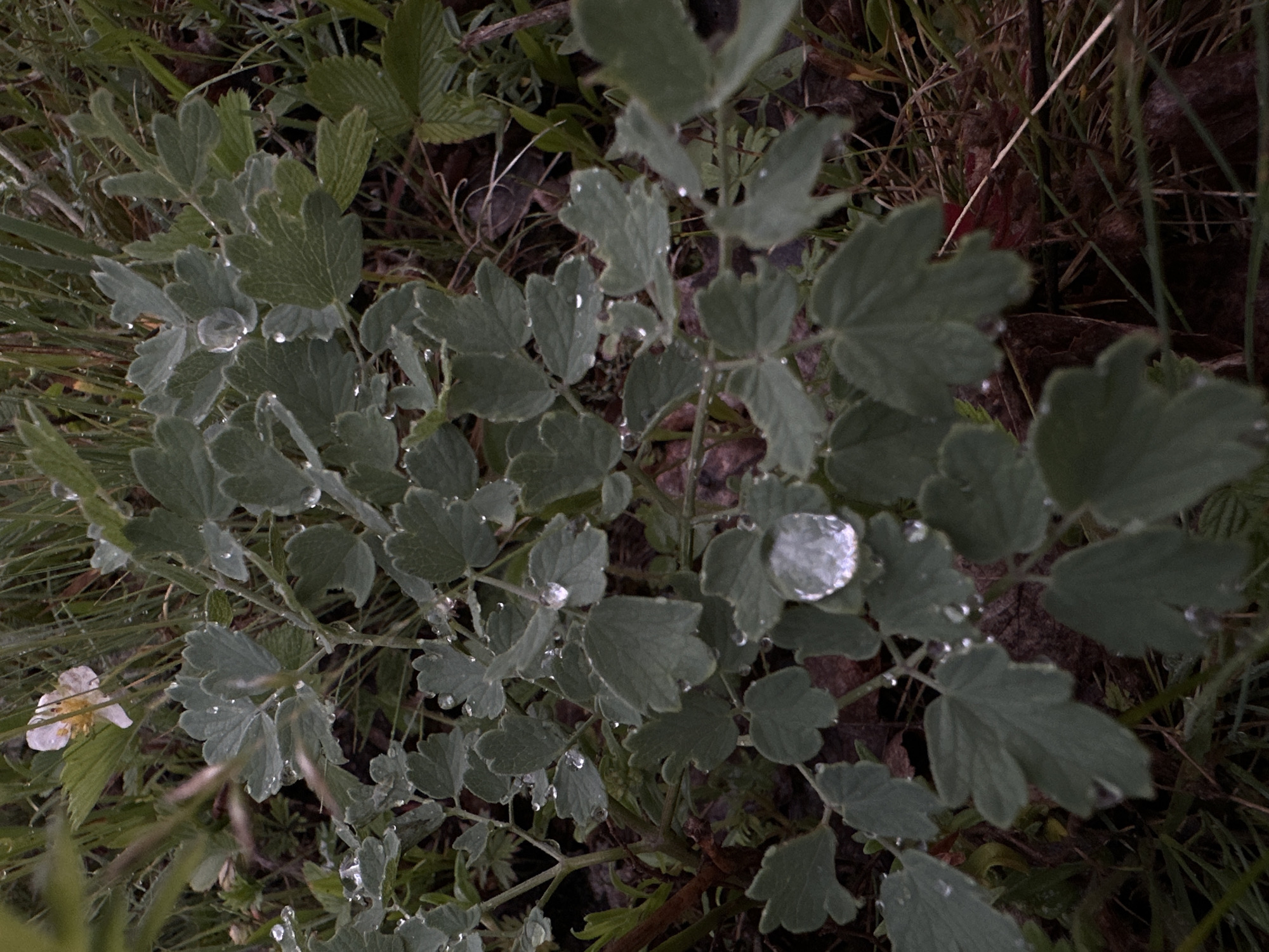 The image shows a close-up, eye-level view of a plant with green, lobed leaves covered in water droplets. The plant is set against a dark, natural background of grass, soil, and dried leaves. A single white flower with a yellow center is visible in the upper left quadrant of the image. The lighting suggests an overcast or dawn/dusk setting. There are no people or discernible man-made objects in the scene. The location is described as Unknown, Unknown, implying it is a natural or outdoor setting within an unspecified city.