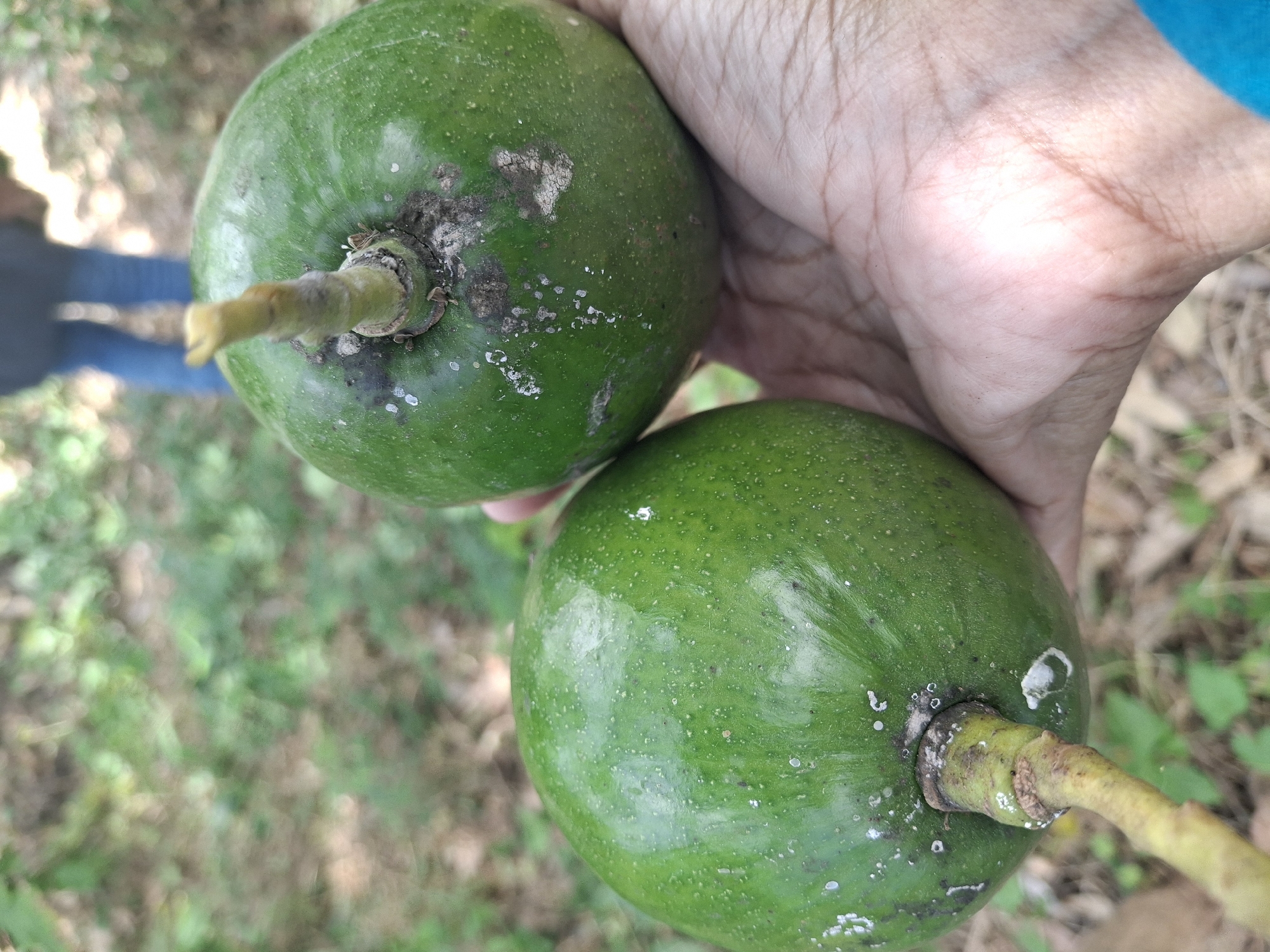 In Denok, Indonesia, a close-up shot shows two green, round fruits held in a person's hand. The fruits appear to be avocados, with one in the foreground and another slightly behind it. Both fruits have short stems attached. The foreground fruit is on the left, showing a textured green skin with small white speckles and some greyish blemishes near the stem. The fruit on the right is more prominently featured, also with a green, speckled surface and grey, possibly fungal, markings around its stem. The hand holding the fruits is visible in the lower right portion of the image, with visible palm lines. In the blurred background, foliage and a person's legs clad in blue jeans are discernible. The overall setting suggests an outdoor, possibly natural environment.
