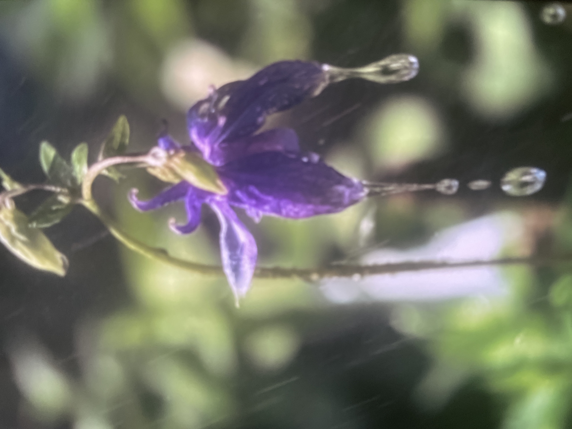 A close-up, slightly out-of-focus photograph captures a single purple columbine flower with water droplets clinging to its petals and dripping. The flower is on a thin stem, with some blurred green foliage in the background. The overall impression is one of a rainy day, with the water contributing to a delicate and somewhat melancholic atmosphere. No specific location in Khanty-Mansiysk, Russia, can be determined from the image.
