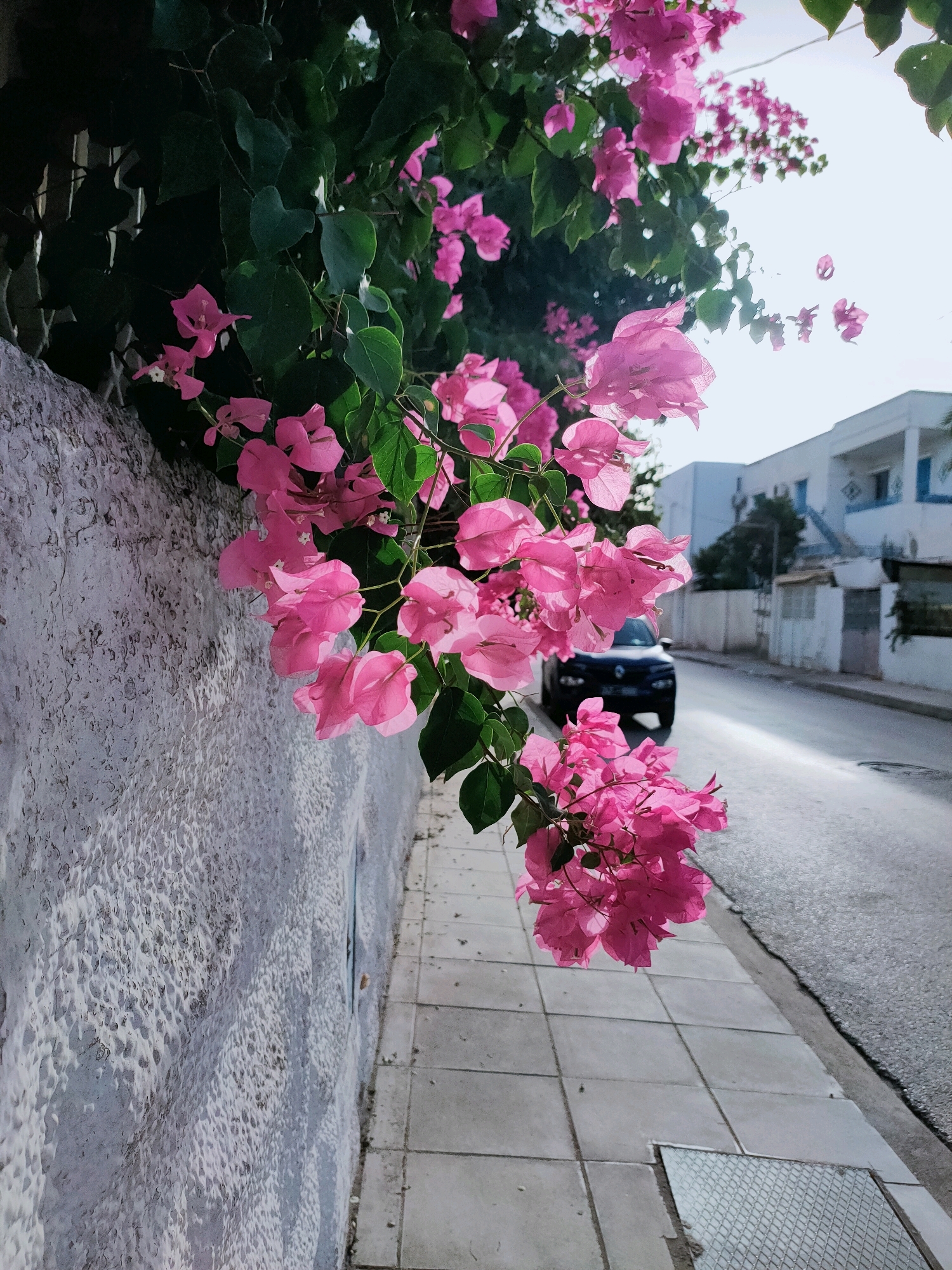 In Ariana, Tunisia, a vibrant pink bougainvillea bush spills over a textured, white stucco wall, its colorful bracts cascading towards a paved sidewalk. The sidewalk, composed of square gray tiles, runs alongside a street where a dark-colored car is parked. In the background, whitewashed buildings with blue accents suggest a Mediterranean architectural style. The scene captures a moment of natural beauty juxtaposed with urban elements, bathed in natural sunlight.