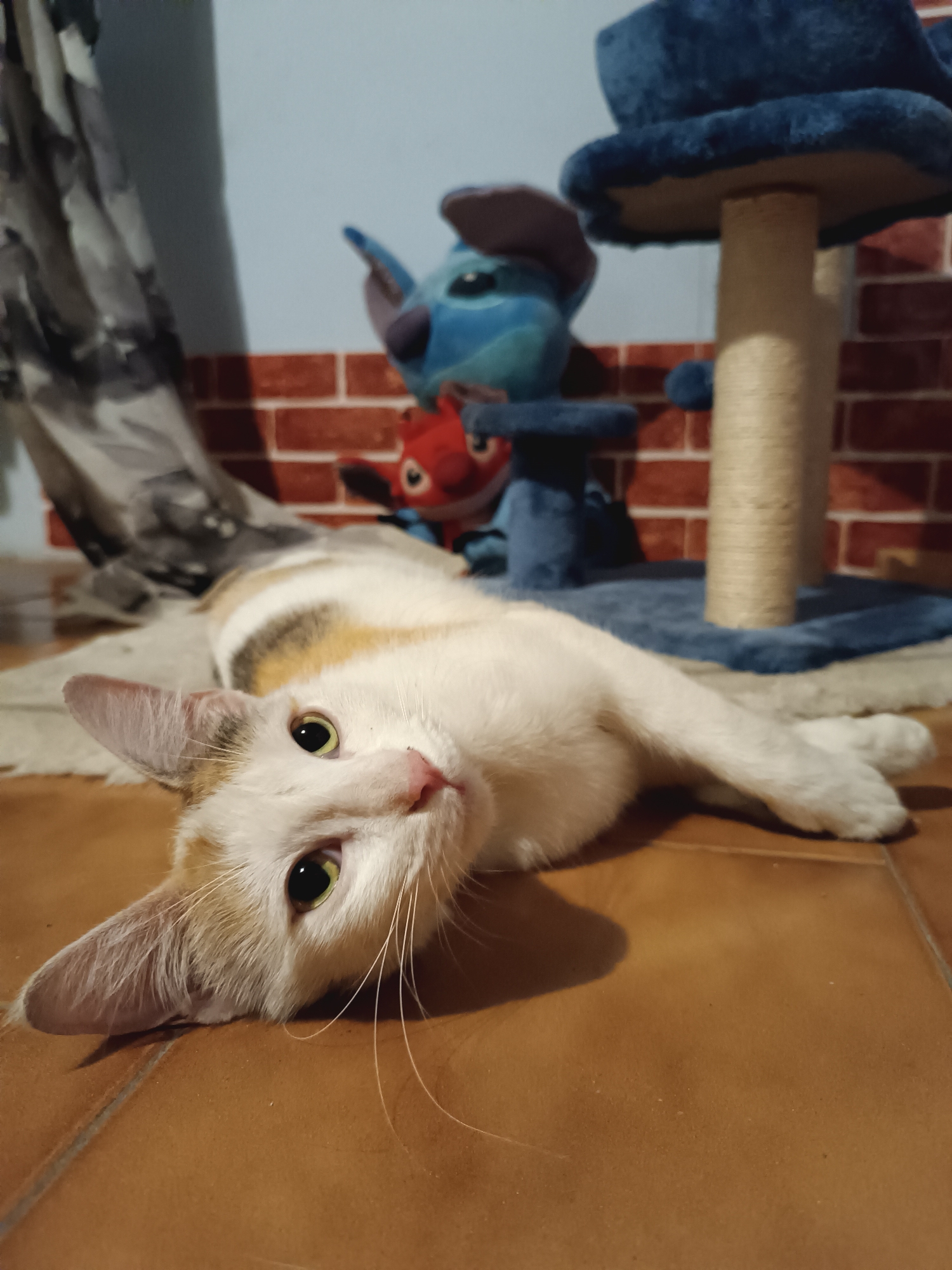 An eye-level, portrait-oriented indoor photograph captures a calico cat lying on its back, looking directly at the camera. The cat, primarily white with distinct patches of ginger/orange and some tabby markings on its flank, has bright green-yellow eyes and long white whiskers. Its head is tilted slightly to the right, and its body is stretched out on a light-colored rug or mat.
In the background, a cat scratching post with blue carpeted platforms is visible on the right. Behind the scratching post and the cat, there are two plush toys: a larger blue one resembling Stitch from Disney's Lilo & Stitch, and a smaller red character. The wall behind these elements features a light blue upper section and a lower section decorated with a red brick pattern. To the left, a patterned curtain in shades of grey, black, and white is partially visible. The floor beneath the cat and extending into the foreground is covered in warm brown or terracotta-colored tiles, characteristic of home interiors, aligning with the location context of Viadana, Italy.
The lighting appears to be artificial and warm, casting soft shadows. The cat's posture and direct gaze convey a sense of curiosity and relaxation. No discernible text is visible in the image.