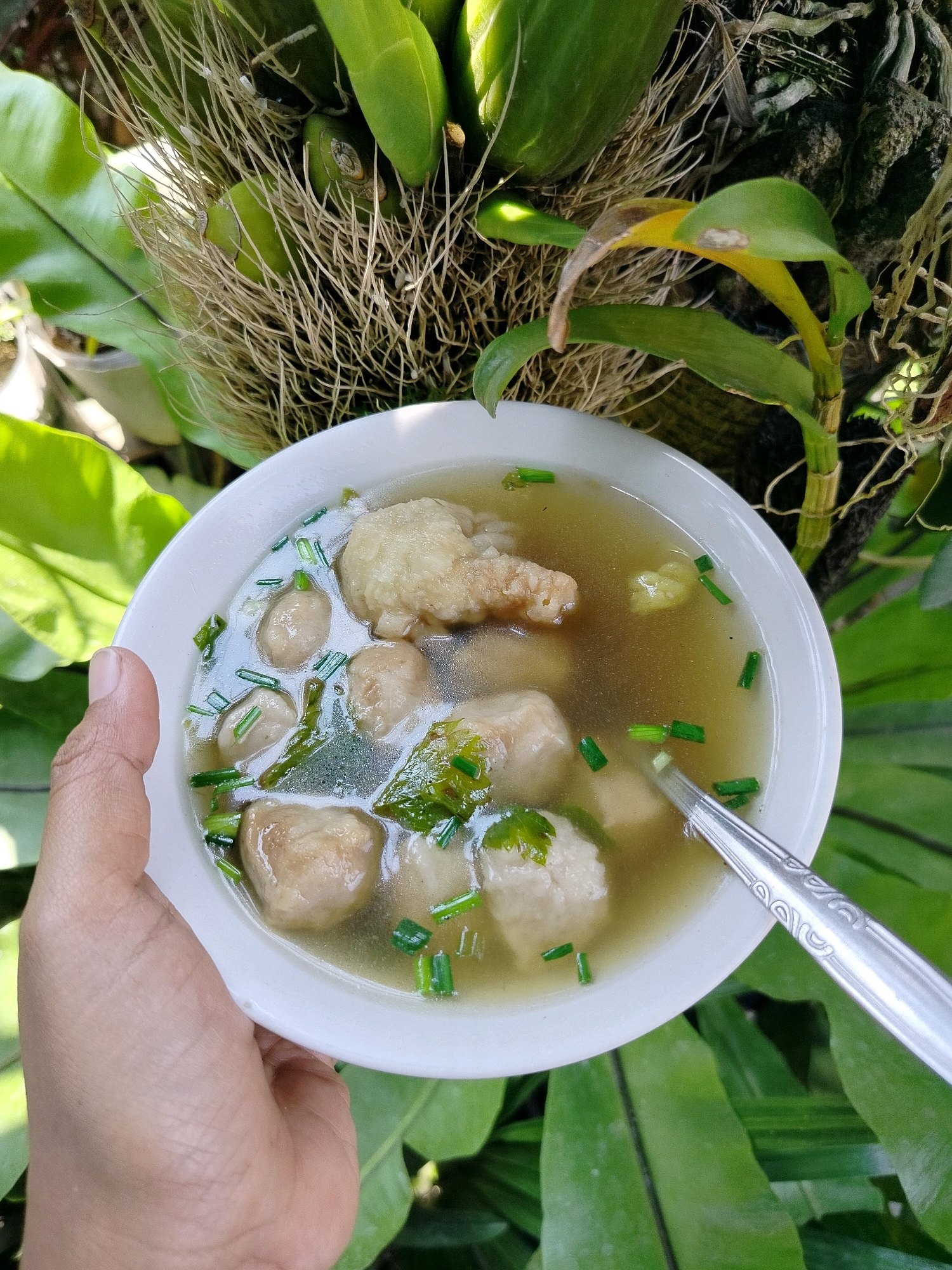 A close-up, overhead shot shows a white bowl of bakso, a type of Indonesian meatball soup, held by a person's hand. The soup is a clear, yellowish broth with several round, light-colored meatballs and a few pieces of fried tofu. Chopped green onions are sprinkled over the top. A metal spoon with an ornate pattern is partially submerged in the soup on the right side of the bowl. The bowl sits on a textured surface of green leaves, and in the background, there are lush green plants and brown, fibrous roots. The lighting suggests an outdoor setting, possibly a garden. The scene is likely in Beloh, Indonesia, given the context of bakso.