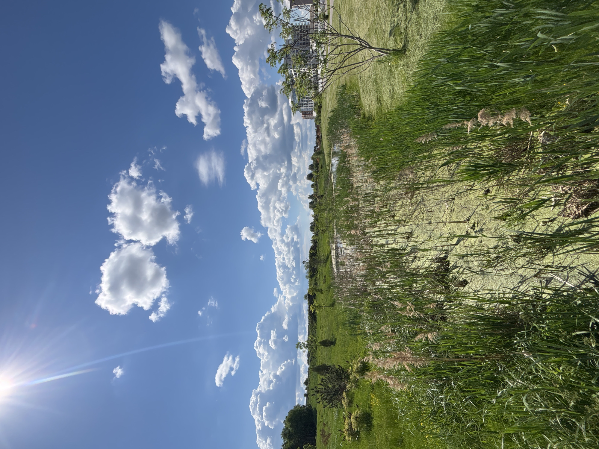 The image depicts a landscape in Varaksino, Russia under a bright, partly cloudy sky. The sun is visible in the lower left corner, with a lens flare emanating from it. A line of cumulus clouds extends vertically through the frame. To the right of the cloud line is a green landscape featuring grass, reeds, and trees, alongside a small stream or pond choked with algae. In the distance, there are buildings visible amongst the trees.