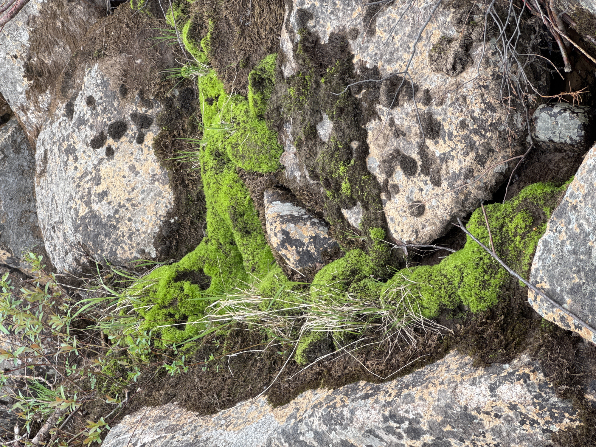 The image depicts a close-up view of a rocky surface covered with patches of vibrant green moss and drier, darker moss or decaying organic matter. Scattered blades of grass and small green shoots emerge from the mossy areas. Several large, greyish rocks with speckled patterns are visible, forming the foundation of the scene. Some rocks are partially covered by the moss and vegetation. The overall impression is a natural, damp environment with a focus on the textures and colors of moss and rock. The location is identified as Anosovskii, Russia.