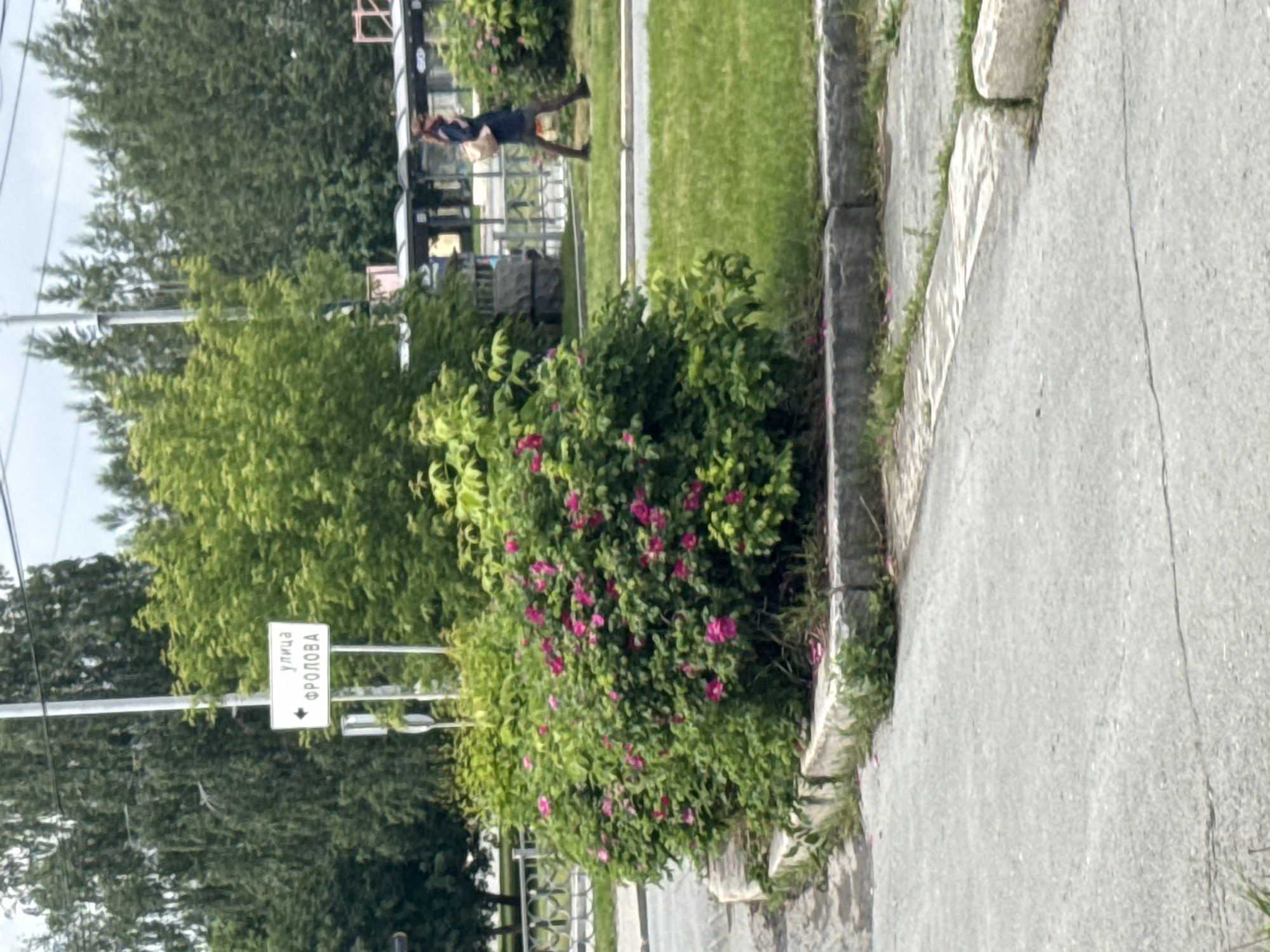 The image depicts a street scene on Frolova Street (улица ФРОЛОВА) in Yekaterinburg, Russia, as indicated by a white street sign with black Cyrillic text and a left-pointing arrow mounted on a metal pole. In the foreground, a large, dense bush with numerous vibrant pink flowers, likely wild roses, is situated on a raised concrete planter with concrete curbing. To the left of the bush, an asphalt surface is visible, bordered by additional concrete curbing.
In the mid-ground, a grassy median separates the foreground from a road and a public transport stop. A female individual, seen in profile, walks from right to left on the grassy area near the road. She wears dark attire, including what appears to be a dark jacket or long-sleeved top, a dark skirt or leggings, and dark shoes, and carries a light-colored handbag over her right shoulder. She also appears to be wearing sunglasses. Behind her, a modern bus stop shelter with a dark roof and translucent panels is visible, with a white "60" numeral visible on its side.
The background features numerous green trees of varying shades, suggesting an abundance of vegetation. The sky is overcast. A metal fence is partially visible behind the flowering bush on the left side of the image. The overall scene suggests a summer or late spring day in an urban or suburban setting.
