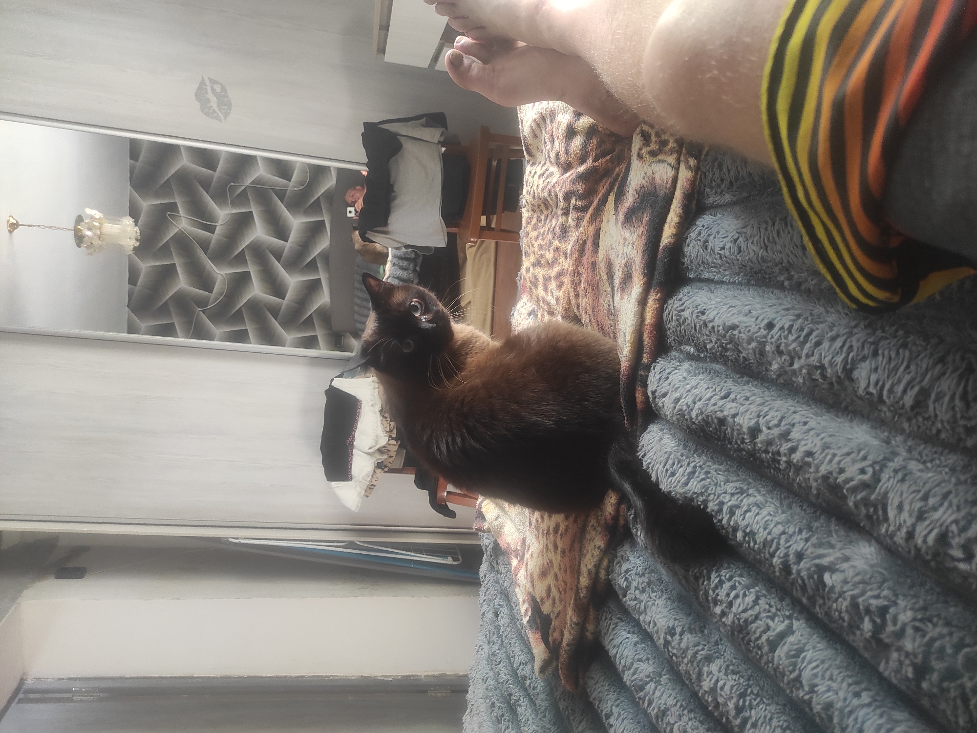 The image shows a domestic cat sitting on a pile of blankets. The cat is a brown Siamese breed, and it is looking up and to the left. The blankets are grey and fuzzy, and there is a patterned blanket underneath them. To the left of the cat, there is a large mirror that reflects a room with a chandelier and a window. In the reflection of the mirror, a person's legs and feet are visible, as well as a person holding a phone, suggesting they are taking the picture. The overall scene appears to be indoors, likely a bedroom or living room, with natural light streaming in from the window. The image is oriented vertically, suggesting it was taken with a phone.
