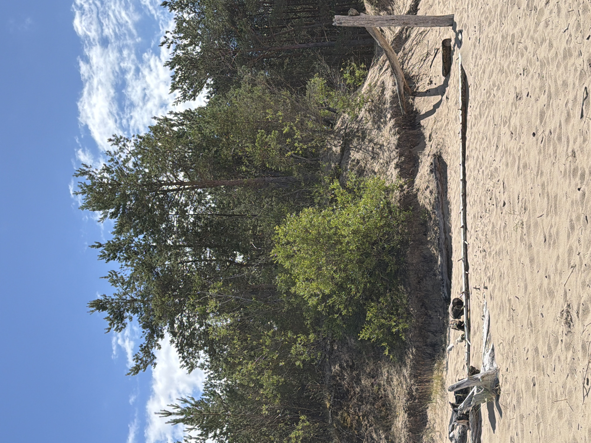 The image depicts a natural landscape with a sandy beach in the foreground and a dense forest on a dune in the background. The beach is covered in light brown sand with scattered pieces of driftwood. A long, weathered piece of wood lies horizontally across the sand. Behind the beach, a sand dune rises, partially covered with vegetation. The dune is topped by a line of trees, primarily pines, with some smaller green bushes growing on the slopes. The sky above is blue with scattered white clouds. To the right, a wooden post and a diagonal wooden beam are partially visible, possibly part of a fence or structure. The scene is illuminated by natural daylight. The location is identified as Gauja, Latvia.