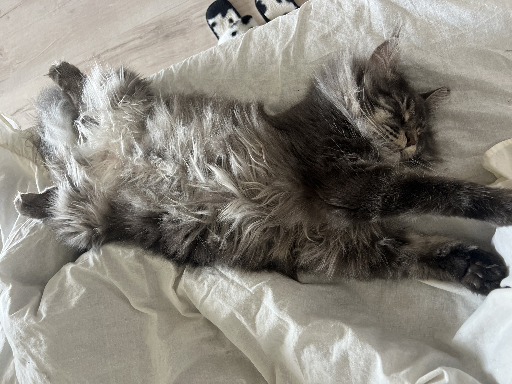 A long-haired gray cat is sprawled out on a white bedsheet, asleep. The cat is lying on its back with its paws in the air. In the upper left corner of the image, there is a pair of black and white slippers. The location is not determinable from this image.