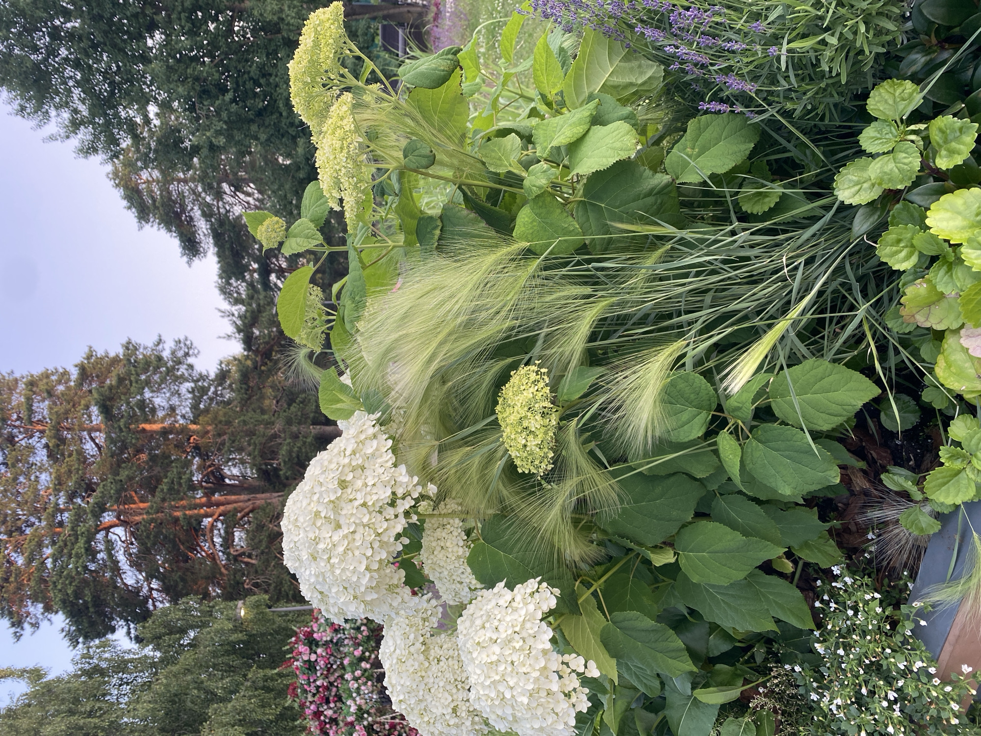 A vertical, close-up shot captures a lush garden scene in Khimki, Russia. The foreground is dominated by large, white hydrangeas with dense, round flower heads. Interspersed among the hydrangeas are feathery, light green stalks of ornamental grass, adding a soft, airy texture. Behind these are vibrant green leaves and a cluster of lavender flowers with their characteristic purple hue, suggesting a late spring or summer day.
In the background, towering evergreen trees create a natural backdrop, with hints of sunlight illuminating their branches. The sky above is a pale, almost clear blue, indicating fair weather and likely late afternoon or early morning light given the gentle illumination. The overall impression is one of a well-maintained and abundant garden, filled with a variety of textures and colors. No people or text are visible in the image.