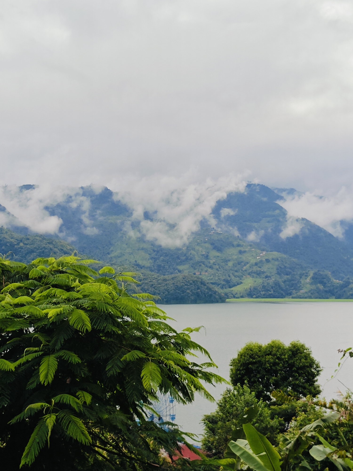 The image depicts a serene natural landscape on a cloudy day. In the foreground, lush green foliage from large trees dominates the left side of the frame, with feathery leaves reaching towards the center. To the right, a smaller cluster of trees stands, with visible banana leaves and other greenery.
In the middle ground, a wide, calm body of water stretches horizontally across the image, reflecting the overcast sky. Beyond the water, verdant, rolling hills rise, their slopes dotted with scattered houses and terraced fields. The upper portions of these hills are shrouded in mist and clouds, creating a soft, ethereal effect. A Ferris wheel is partially visible behind the foreground foliage, suggesting the presence of an amusement area.
The scene is likely from Pokhara, Nepal, a city known for its stunning natural beauty, including lakes and mountain views. The overcast sky suggests a possibility of monsoon season or early morning mist common in the region. There are no people visible in the frame. The overall atmosphere is tranquil and picturesque.