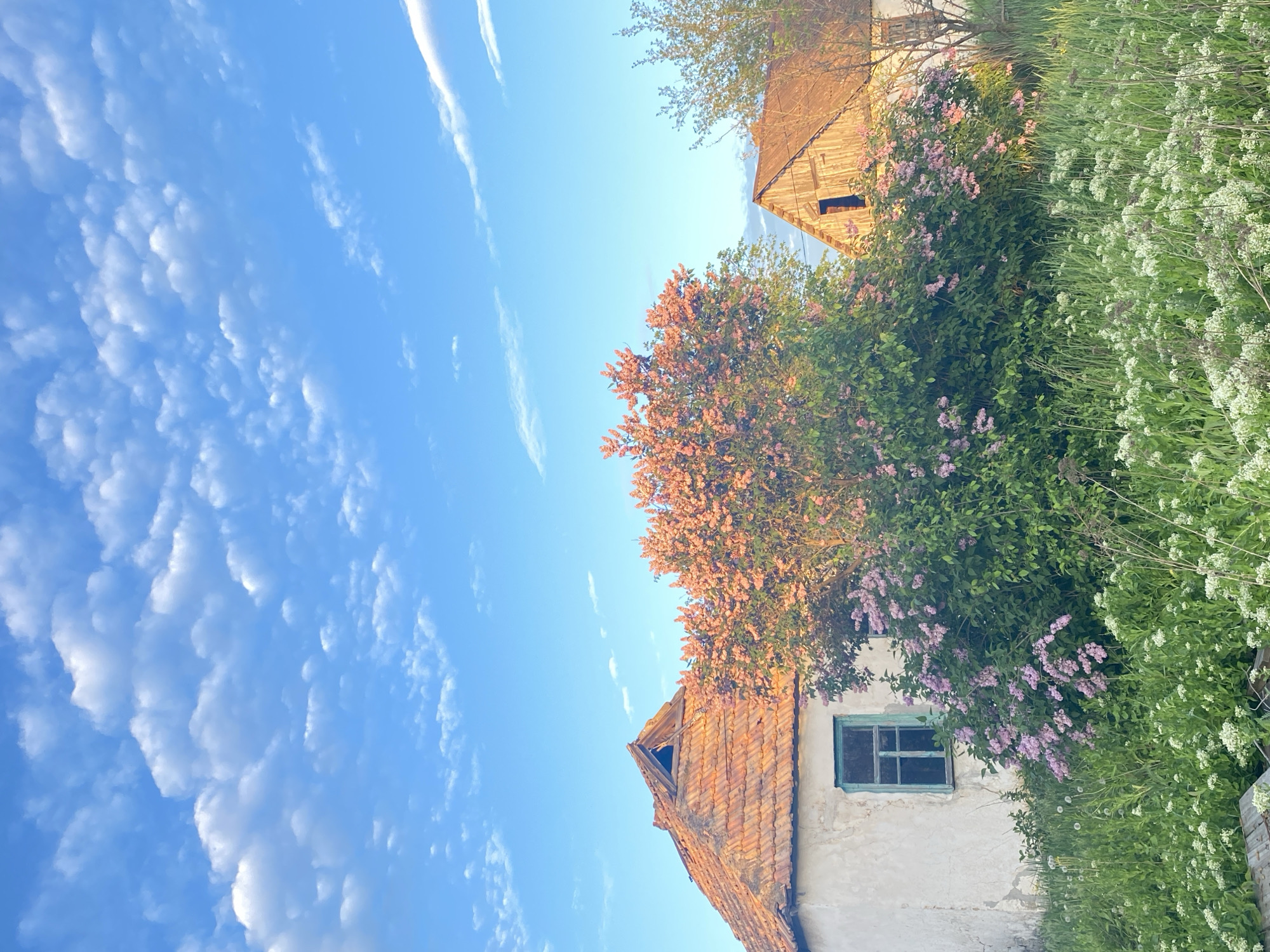 The image shows a view of buildings and vegetation against a blue sky with scattered clouds. The buildings appear old with tiled roofs. A house with a green window frame is visible. The vegetation includes trees with pink and orange blossoms, green shrubs, and white wildflowers. The location is unknown, as no specific city or region is identifiable.