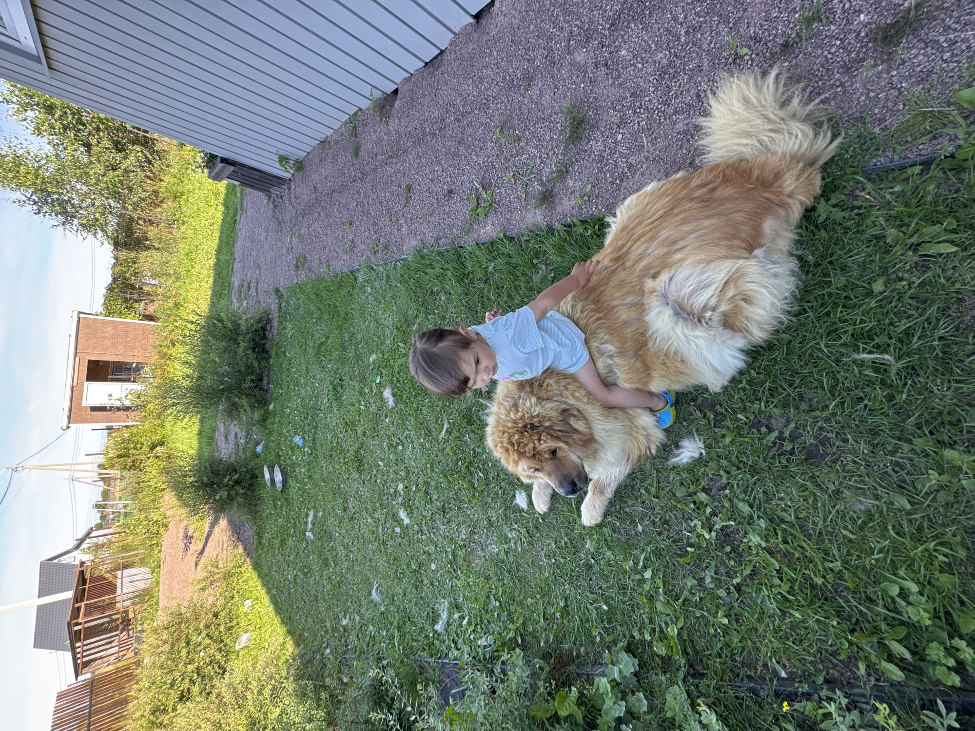 A young child with brown hair, wearing a blue and white striped t-shirt, sits on the back of a large, fluffy, golden-brown dog in a grassy yard. The dog is lying down, facing left, with its head turned slightly towards the child. The child's right hand rests on the dog's back, and their left arm is slightly raised. The dog's tail is fluffy and curled. The yard is covered in green grass, with some scattered white fur. In the background, there is a gravel path and a light-colored, slatted wall of a building. Beyond that, there are bushes, a wooden fence, and a small brown shed with an open door. The sky is visible at the top of the image, appearing blue with some wispy clouds. The scene suggests a casual outdoor setting, likely a residential backyard in Kempelevo, Russia, given the architectural style of the buildings and fencing.