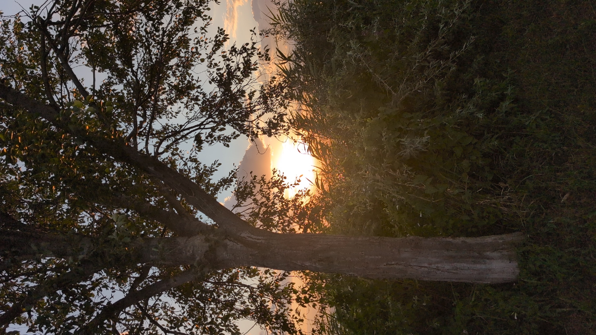 The image depicts a sunset scene with a large tree in the foreground. The sun is setting behind a dense line of bushes and tall grass, casting a warm, golden light through the leaves of the tree and across the landscape. The sky is a mix of blue with soft, orange and pink clouds near the horizon. The tree has a rough, textured bark and its branches are laden with green leaves, some of which are illuminated by the setting sun. The ground in front of the tree is covered with grass and some fallen leaves. The overall impression is one of natural beauty and tranquility at dusk. There are no people or man-made objects visible in the scene, suggesting it might be a natural area on the outskirts of Constanța, Romania, possibly a park or a less developed green space.