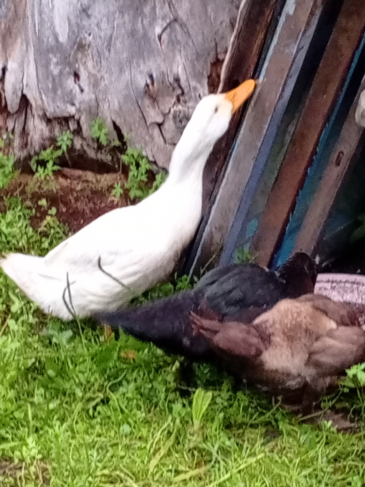 A white goose with an orange beak stands on green grass next to two ducks. One duck is black and the other is brown. They are by a wooden structure. The location is Unknown, Unknown.