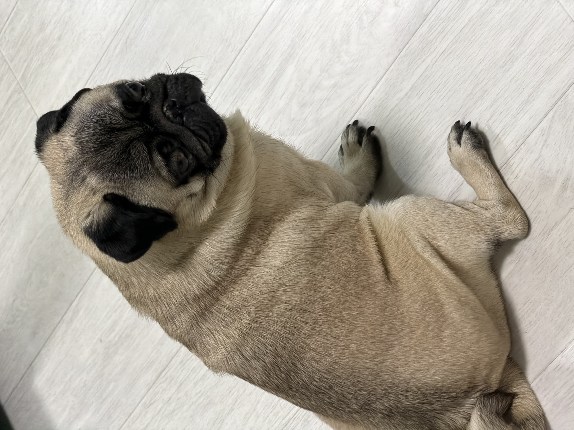 A pug is lying on a light-colored, wood-look floor. The pug is fawn-colored with a black face and ears. It is positioned on its belly with its legs extended to the sides. The head of the dog is tilted up toward the left side of the frame.
I cannot determine the location as Chaikovsky, Russia, from the image.