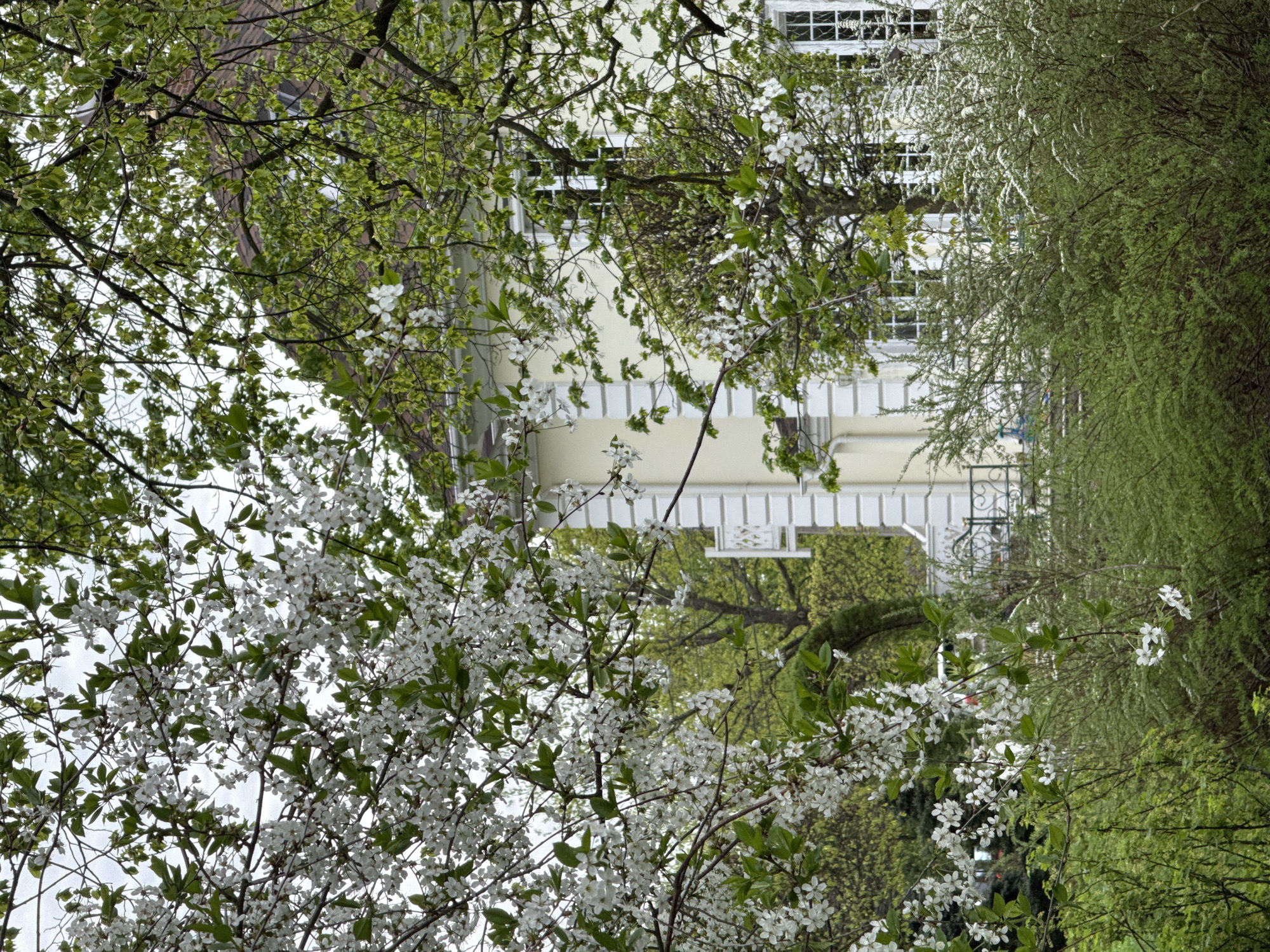 The image presents a view of a building partially obscured by trees in full bloom, possibly located in Sapronovo, Russia. The building is a pale yellow color with white architectural details, including window frames and decorative trim under the roofline. It has multiple stories, as indicated by the stacked windows.
The primary focus of the image is on the blossoming trees in the foreground and middle ground. The trees on the left side are covered in white blossoms, while the trees on the right form a dense, green wall-like structure. The presence of these trees suggests a park or garden setting.
The sky is visible in the background, appearing overcast or bright white. There is no evidence of people, animals, or vehicles in the scene. The orientation of the image is slightly tilted.
