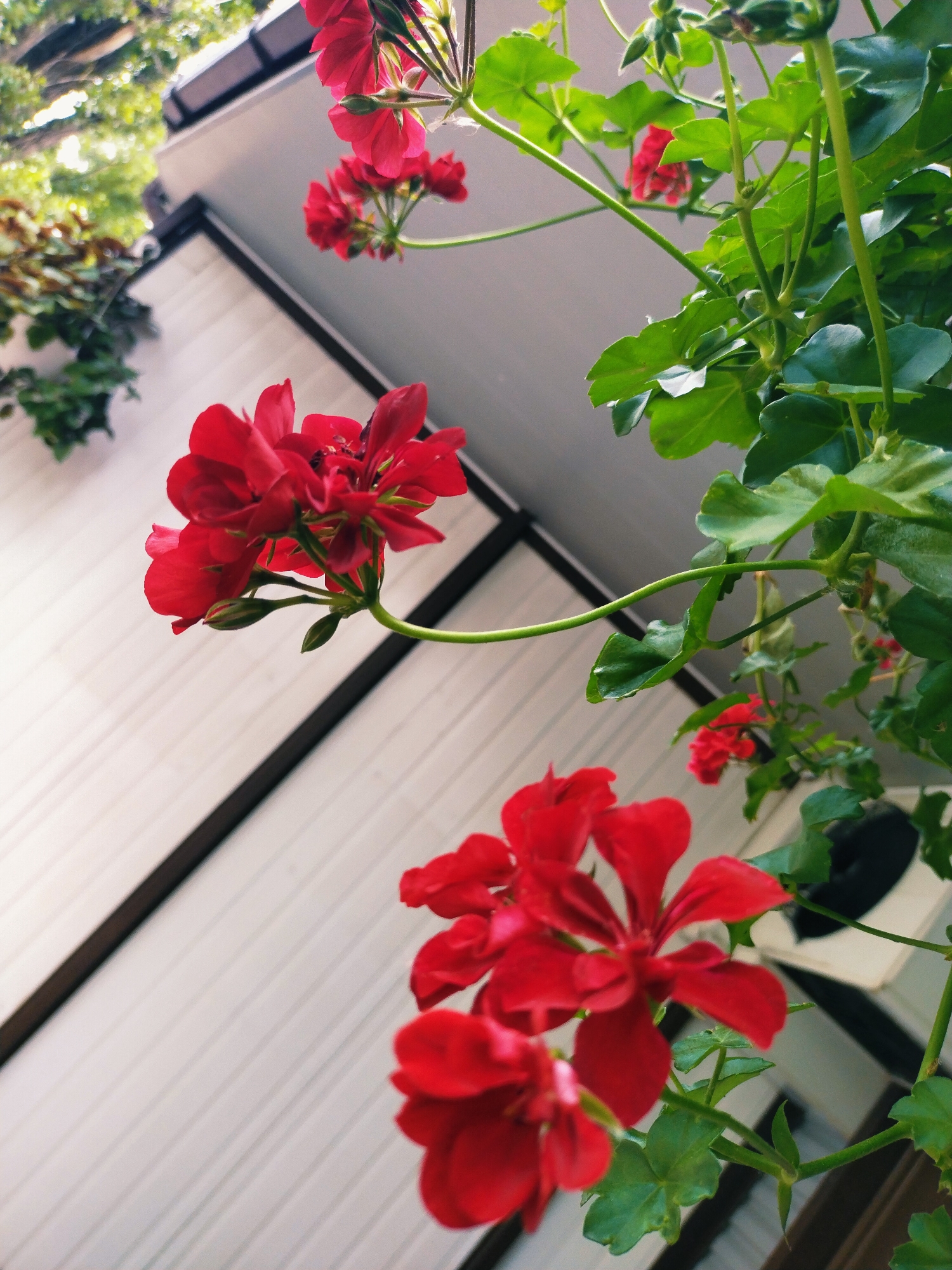 This is a close-up, low-angle, outdoor photograph of red geranium flowers against a backdrop of a white, slatted structure and greenery. The flowers are vibrant and in focus, with some showing buds. The structure appears to be part of a building or balcony, with a dark horizontal beam visible. Lush green leaves and stems of the geranium plant are interspersed among the flowers. The upper left corner of the image shows blurred green foliage from trees and a sliver of a grey roof, suggesting an urban or suburban environment. The scene is likely located in the city of Horishni Plavni, Ukraine, given the context of the request. There are no people or animals present in the image. The lighting suggests it is daytime, possibly with some overcast conditions.