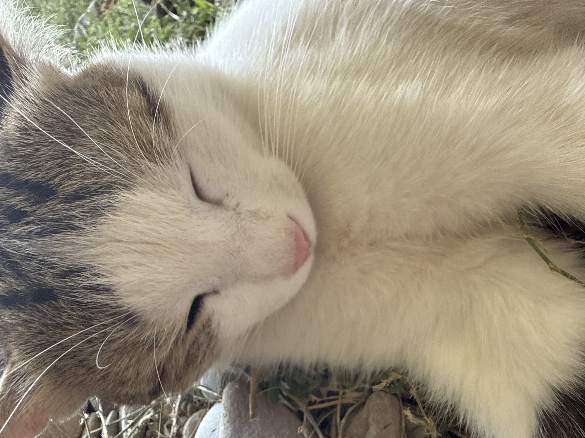 An extreme close-up shot shows a young domestic cat with its eyes closed. The cat has white and brown tabby fur. Its pink nose is visible. The cat is resting outdoors, as evidenced by the presence of stones, dry grass, and green foliage in the blurred background.