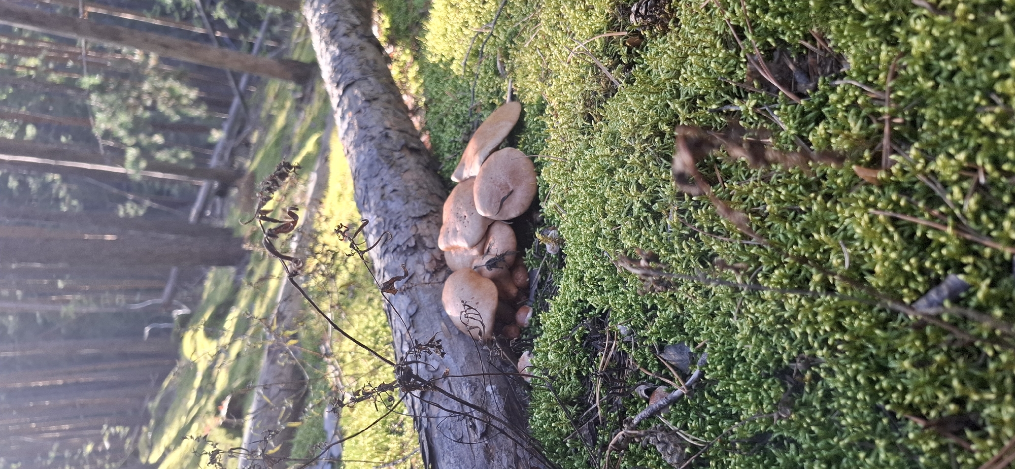 The image depicts a cluster of mushrooms growing in a forest on a sunny day. A fallen log lies horizontally in the foreground, partially covered by lush green moss. Several brown-capped mushrooms are growing from the moss near the log. The background shows a dense forest with tall trees, sunlight filtering through the branches, and a sloped terrain covered in moss and vegetation. The scene appears to be located in a natural, wooded area.