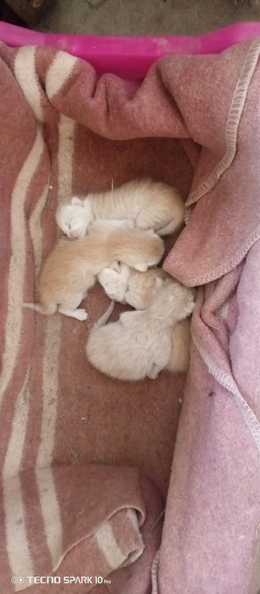 Four newborn kittens are nestled together on a pink and white striped blanket inside a pink plastic container. The kittens are a mix of light tan and cream colors, and they appear to be sleeping. The environment is simple and domestic, with no discernible urban features. The image is a close-up shot, focusing solely on the kittens and their immediate surroundings. There is no indication of the kittens' location in Bereg Kubani, Russia, or any other geographical information.