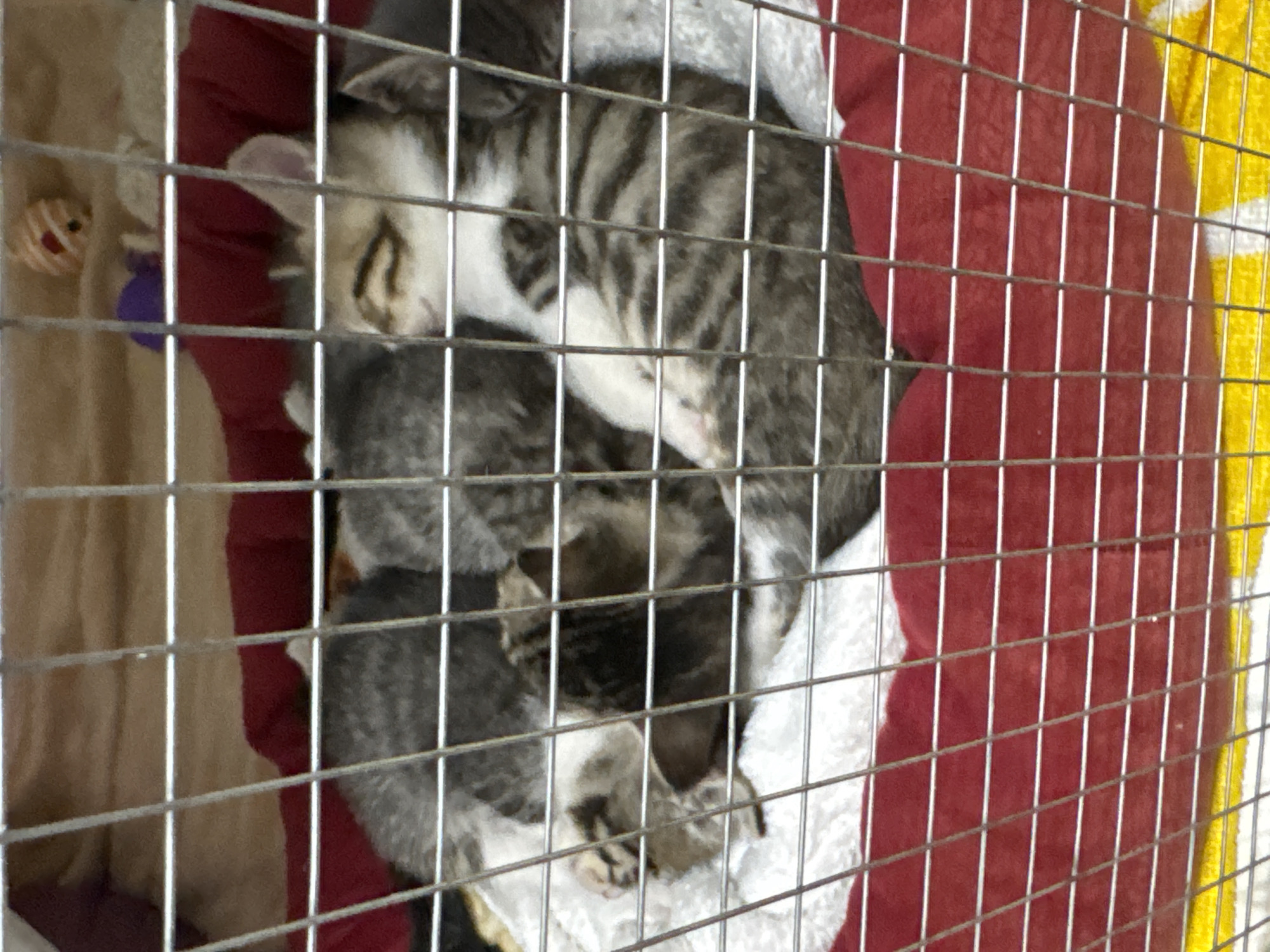 A group of kittens huddle together in a metal cage. They are resting on a red and white cloth surface. The cage is situated indoors, with a yellow surface visible on the right side of the frame. A cat toy is visible on the left side of the frame. The location is Batumi, Georgia.