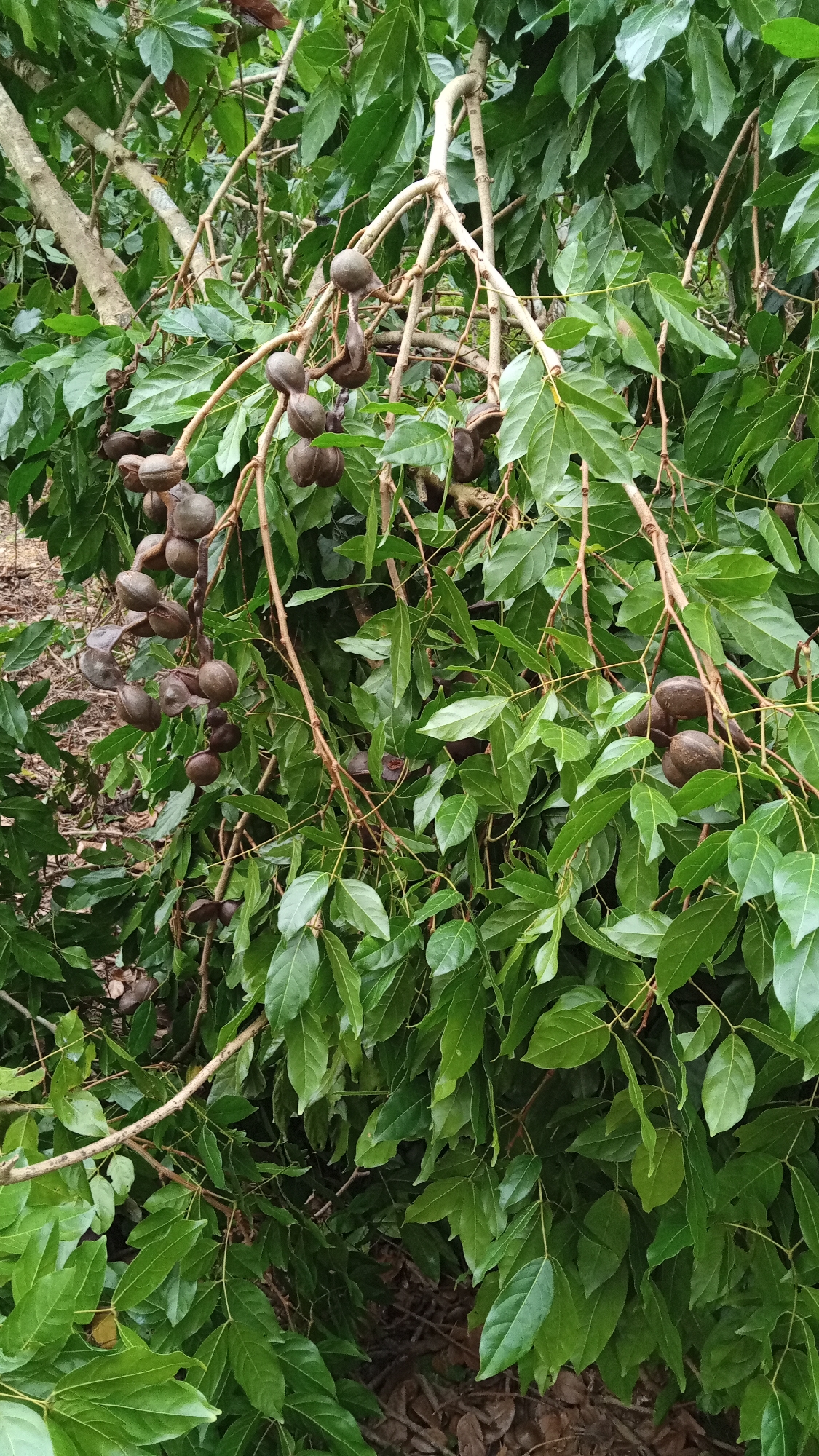 A close-up, eye-level shot captures a cluster of brown, pod-like fruits hanging from the branches of a tree, laden with lush green leaves. The fruits are rounded and appear to be attached in groups, some dangling individually and others clustered together. The branches are a mixture of thicker, older wood and thinner, newer growth, intertwined with the foliage. The background is a dense screen of vibrant green leaves, suggesting a natural, possibly tropical, environment. The ground beneath the tree is partially visible, covered in fallen leaves and debris, hinting at an outdoor setting. The image is sharp and well-lit, with the natural colors of the tree and its fruit prominently displayed. The specific location in Meunasahdayah, Indonesia, indicates a tropical climate where such a tree might thrive.