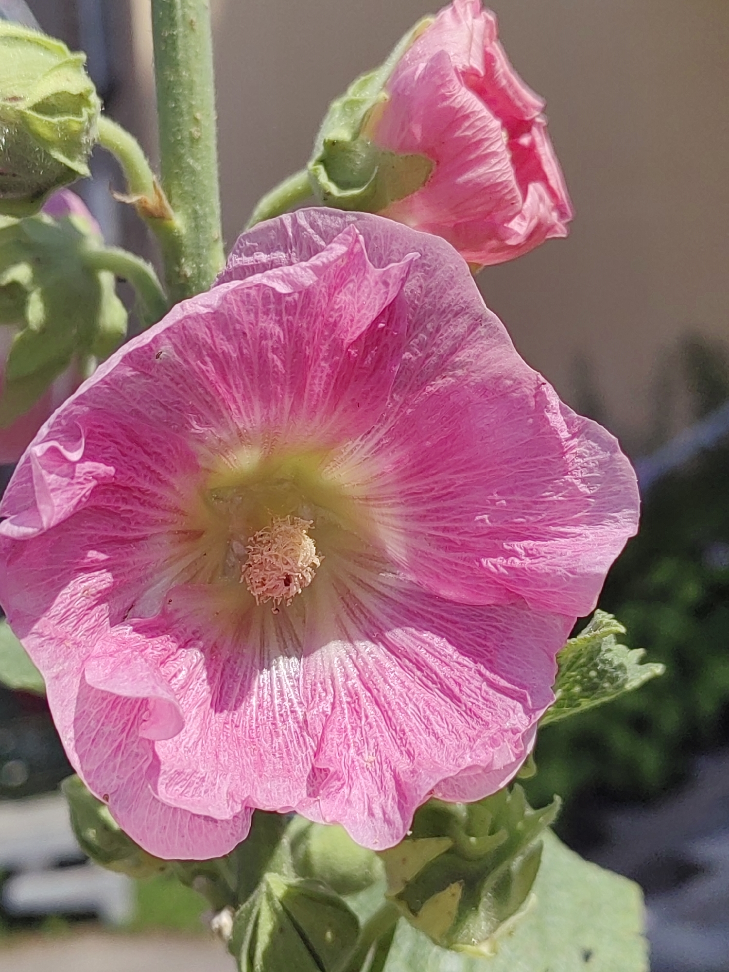 A close-up, eye-level, outdoor shot focuses on a vibrant pink hollyhock flower in full bloom. The flower's petals are ruffled and textured, with a lighter yellow-green center. A second, unopened pink hollyhock bud is visible in the upper right background, slightly out of focus. Green leaves and the fuzzy green stem of the plant are also present, along with hints of sunlight illuminating the petals. The background is blurred, showing a muted, neutral-toned wall and some dark green foliage, suggesting an urban or garden setting. The image does not depict any people or specific landmarks that would indicate a location in Hrodna, Belarus.