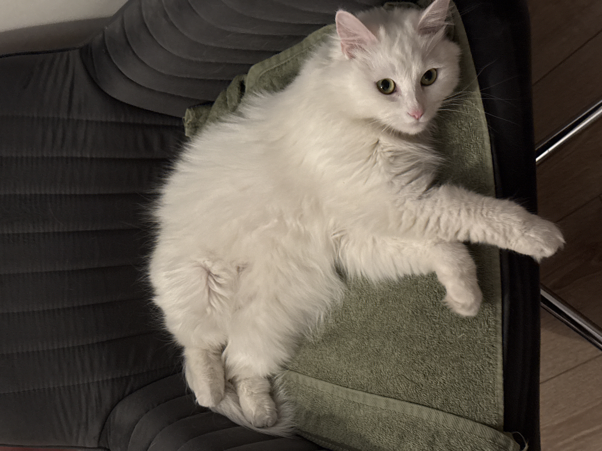 A white cat is lying on its side on a green towel, which is placed on a dark gray chair. The cat's fur is long and fluffy, and its eyes are wide open and green. The cat is looking at the camera. The background is a dark gray chair with a ribbed texture. The scene appears to be indoors.