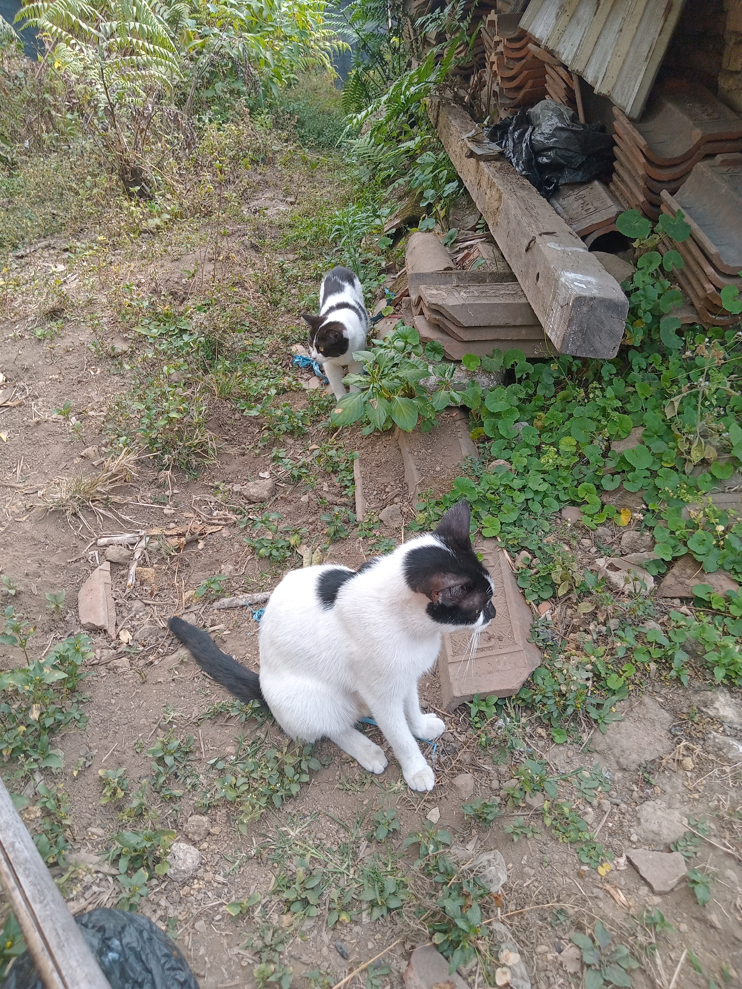 Two black and white cats are in an outdoor, overgrown area. The cat in the foreground is sitting and facing right, its tail is curled. The second cat is further in the background and appears to be standing and looking at the first cat. There is a pile of roof tiles and a wooden beam to the right of the cats. The ground is dirt with scattered vegetation. This scene is located in Claket, Indonesia.