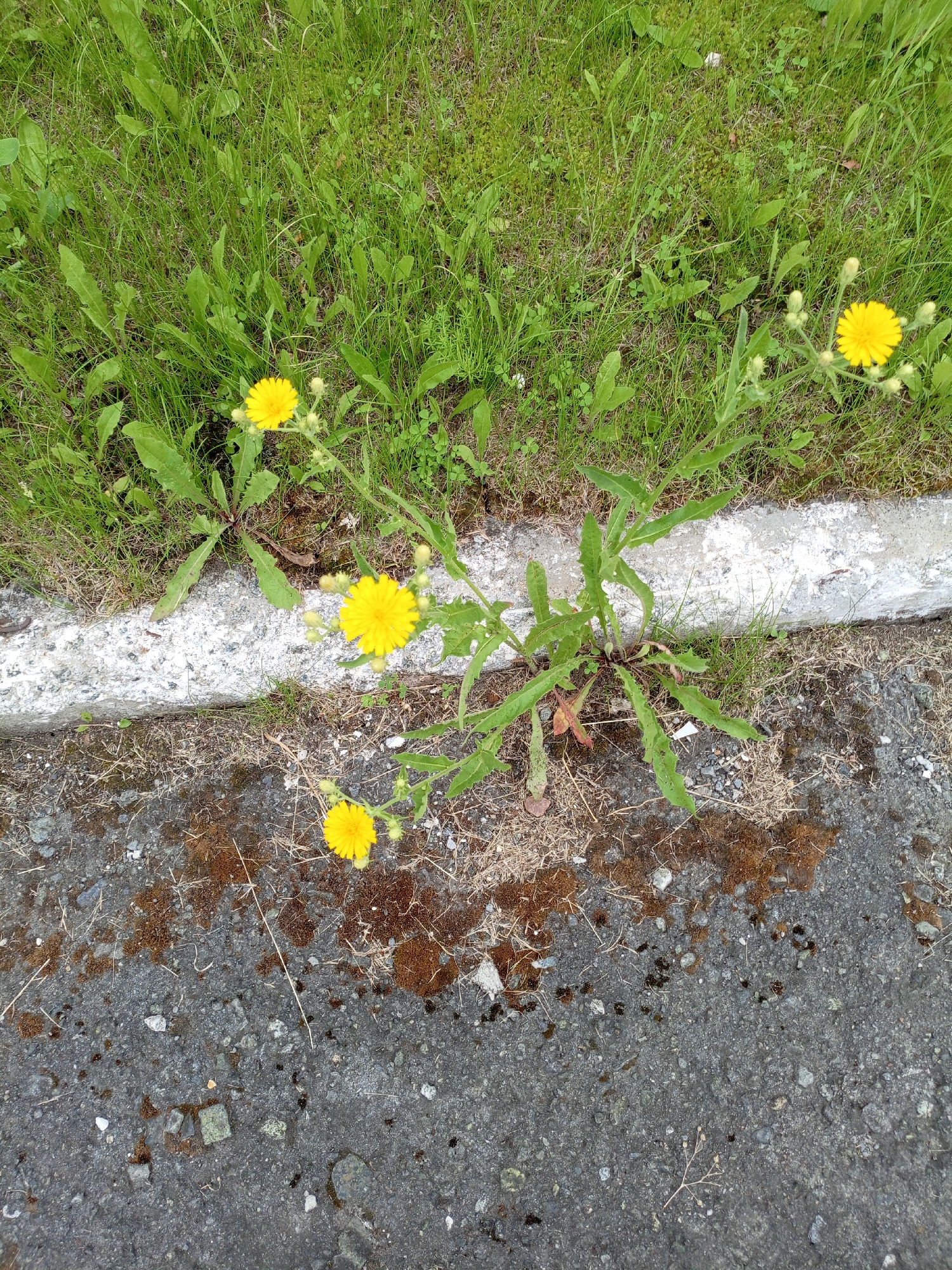 The image depicts a roadside scene in the city of Shadrinsk, Russia, featuring several bright yellow dandelion flowers growing near a concrete curb and an asphalt surface. The dandelions are scattered, with some in full bloom and others as buds, interspersed with green grass and dry vegetation. The curb shows signs of wear, with a white painted line along its edge. The asphalt is dark grey and appears textured, with small stones and debris visible. There are no people or animals present in the image. The overall environment suggests a natural area bordering a paved urban space.