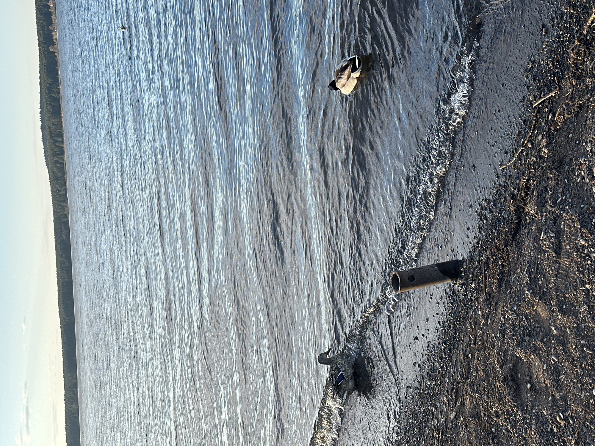 The image depicts a body of water, likely a lake or river, with ripples across its surface. In the upper right corner of the frame, a duck is visible, floating on the water. Closer to the right edge, near the shoreline, another duck appears to be near a metallic cylindrical object protruding from the water. The shoreline consists of dark, gravelly terrain with scattered debris. The background displays a strip of forested land along the horizon. It is not possible to confirm if the location is in Votkinsk, Russia, based solely on the visual information provided in the image.