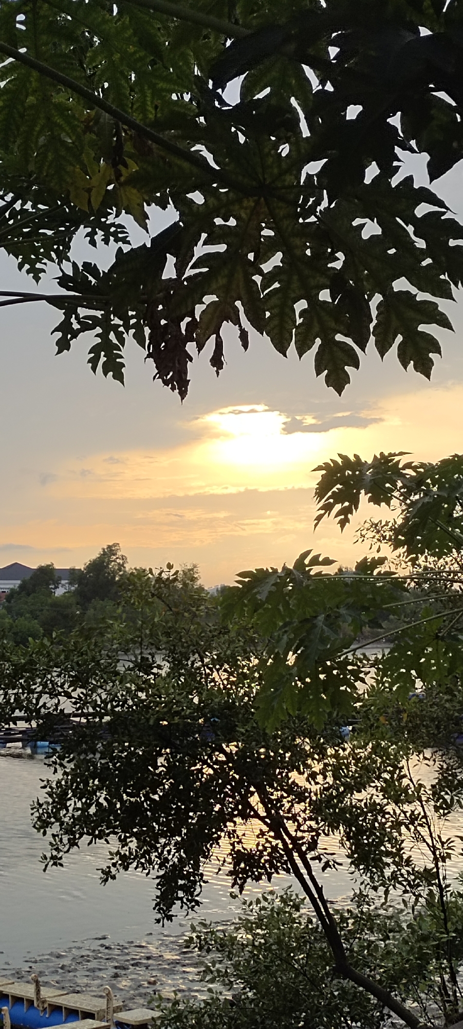 The image depicts a scenic view of the water in Lhokseumawe, Indonesia, at sunset. The foreground is dominated by lush green trees with broad leaves, some of which are silhouetted against the warm, orange-yellow sky. The sun is partially obscured by clouds, casting a soft glow on the horizon. In the background, a calm body of water reflects the colors of the sky. Along the shoreline, there are trees and vegetation, with some structures, possibly buildings, visible in the distance. The water appears to have some floating objects, likely part of a dock or raft system, with blue barrels visible. The overall atmosphere is serene and tranquil, capturing the beauty of a sunset over the water in Lhokseumawe.