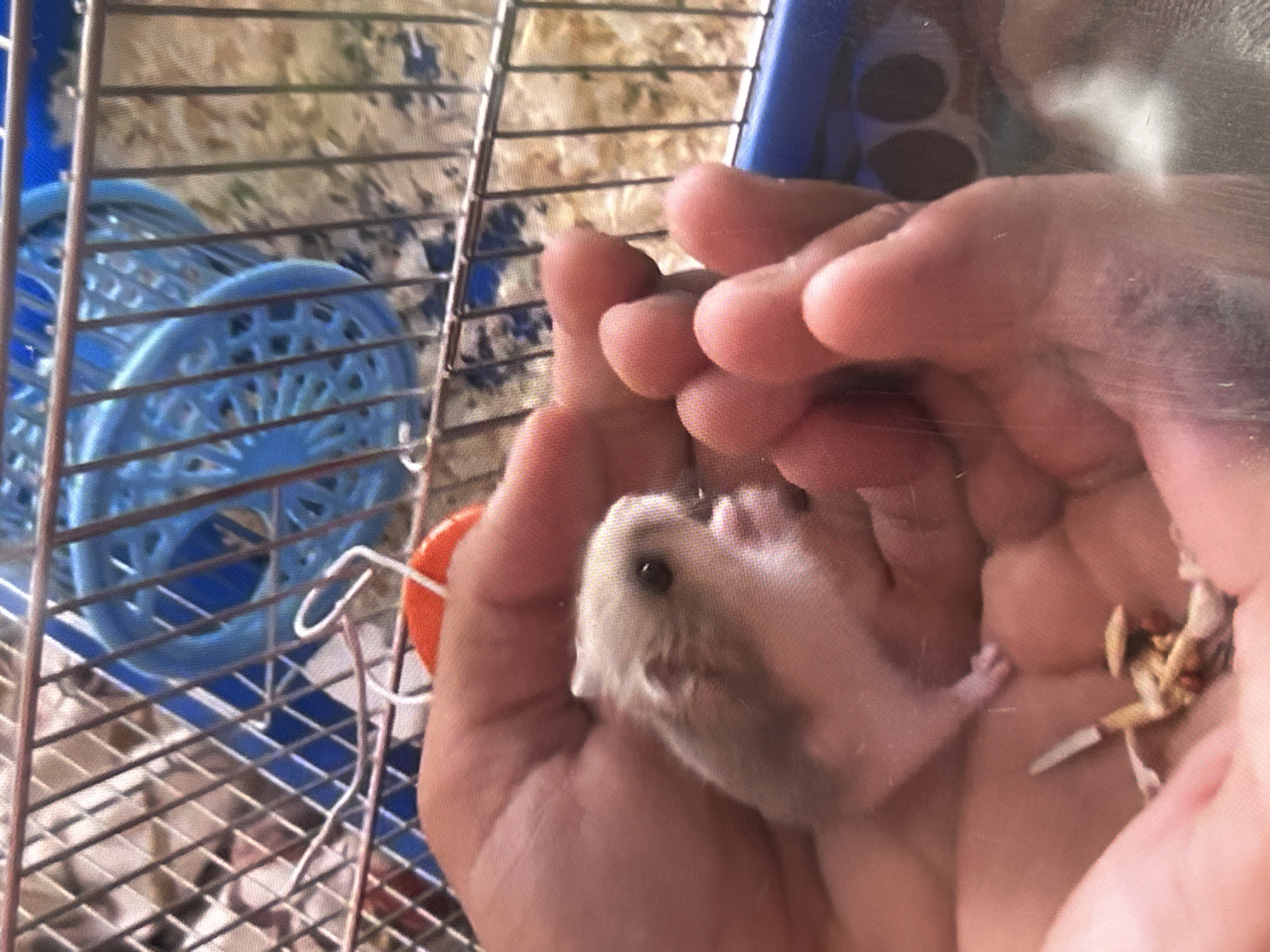 In the foreground, a person's hands cradle a small, light-colored hamster. The hamster, with dark eyes and pink ears, is positioned in the left palm, looking towards the right. Its paws are visible, and it appears to be holding onto something small and brown in the right palm, possibly food. The hands are cupped around the hamster protectively. In the background, a hamster cage is visible. The cage has a blue plastic base and a metal wire frame. Inside the cage, a blue plastic wheel or toy is partially visible, as is bedding material. The overall environment appears to be indoors.