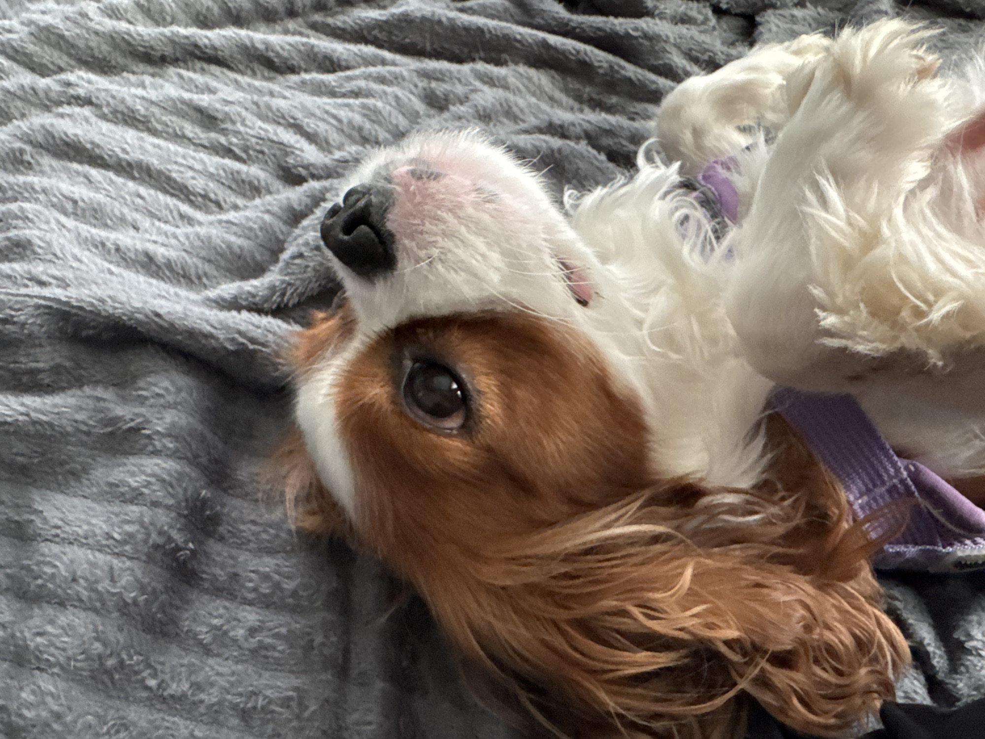 A Cavalier King Charles Spaniel dog lies on its back on a gray, textured blanket. The dog has chestnut and white fur and is wearing a purple collar. Its paws are visible, and its head is tilted back, looking upwards. The background is the gray blanket.