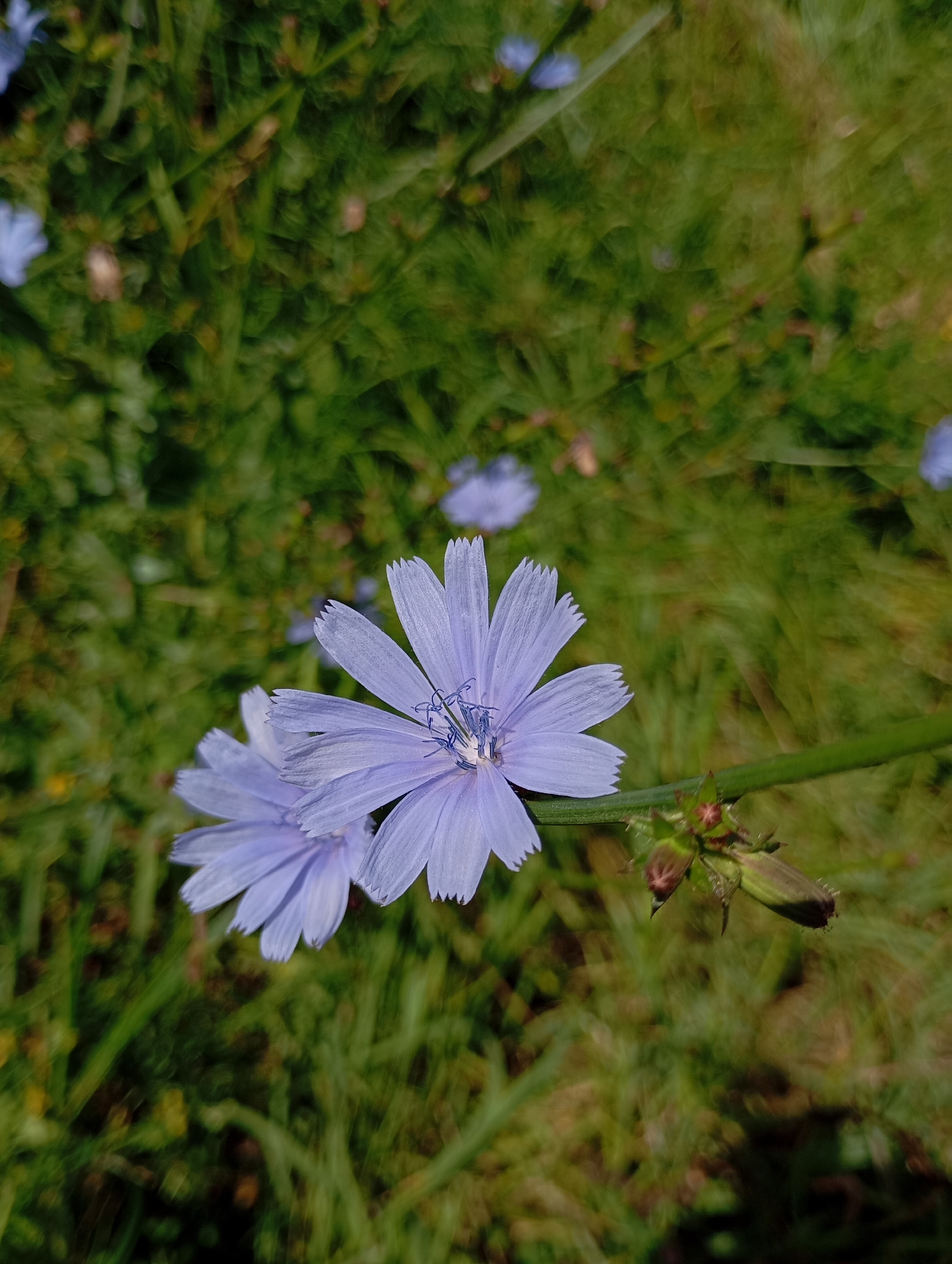 The image shows a close-up of two light purple chicory flowers with serrated petals, set against a blurred background of green grass. The flowers are in focus, with intricate details visible in their stamens and petals. In the background, other blurred chicory flowers and buds can be seen. The overall scene suggests a natural outdoor environment. The provided location is the city of Lesogorskaya, Russia.