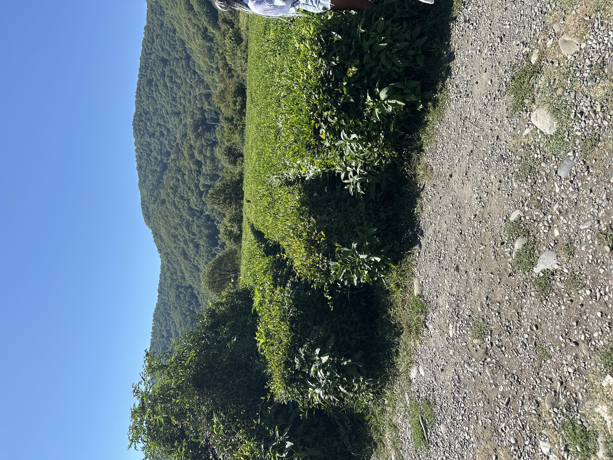 A wide shot captures a sun-drenched tea plantation in Bolshoy Kichmai, Russia, with lush green tea bushes stretching towards rolling, tree-covered hills under a clear blue sky. In the foreground, a person stands to the right, partially visible from the waist down, wearing a white shirt and denim shorts. They are standing near a gravel path that leads into the plantation, where rows of neatly trimmed tea bushes are clearly defined. The terrain is uneven with some rocks and sparse grass visible along the path. The scene is dominated by the vibrant green of the tea plants and the tranquil atmosphere of the rural landscape.