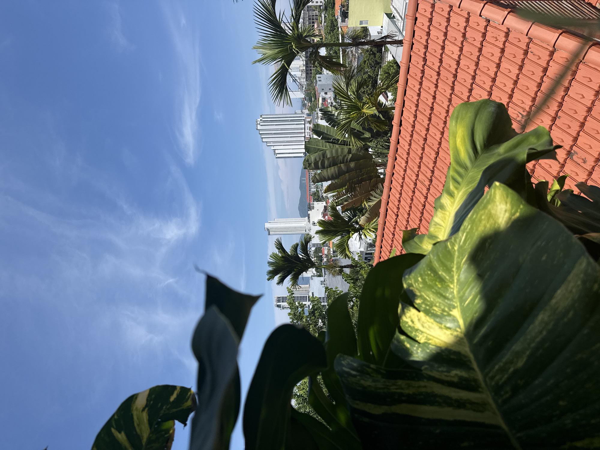 The image shows a view from a rooftop in Bac Nha Trang Ward, Vietnam, overlooking a city skyline and the sky. In the foreground, large green leaves with yellow variegation are partially obscuring the view. The rooftop itself is covered with orange, tiled roofing. Beyond the rooftop, a cityscape unfolds with various buildings, including tall, modern white high-rises with distinctive architectural features, and some smaller buildings. Palm trees and other lush green vegetation are interspersed throughout the urban landscape. The sky is a clear blue with wispy white clouds. The overall impression is of a bright, sunny day in a coastal city.