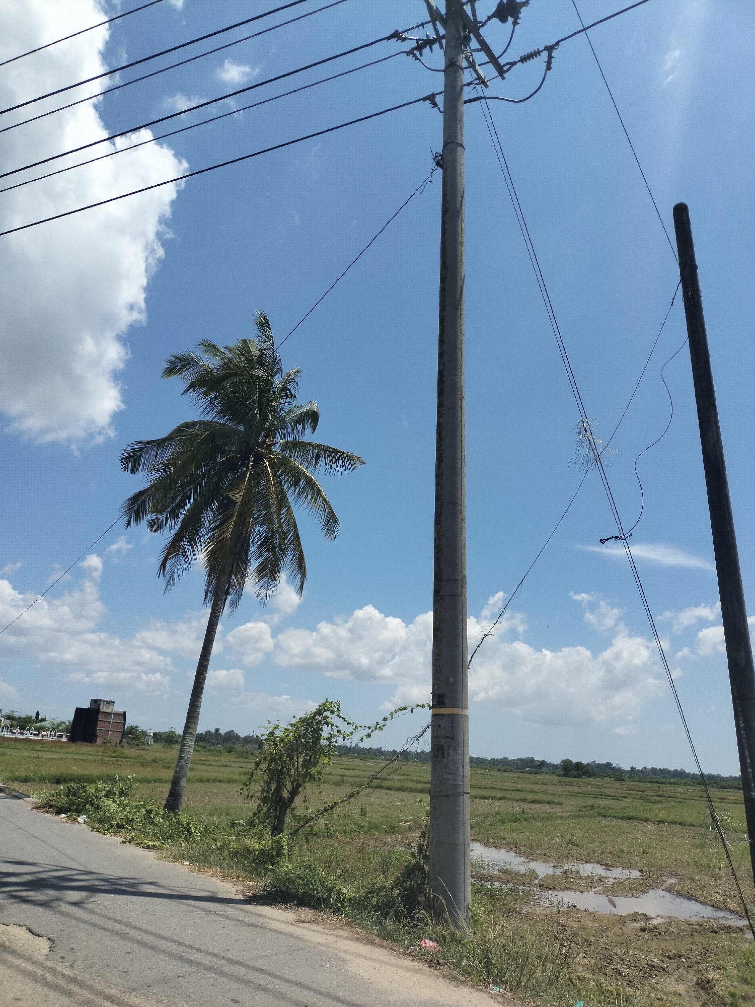 The image depicts a rural scene near Matangkruet, Indonesia. A paved road runs along the left side of the frame, bordered by grassy vegetation and a small palm tree. A rice paddy field stretches into the background, showing patches of water. Two weathered utility poles with electrical lines dominate the center and right side of the image, while another set of power lines extend above the palm tree toward the left. The sky is blue with scattered white clouds, suggesting a sunny day. In the distance on the left, a brown building is visible amidst other vegetation.